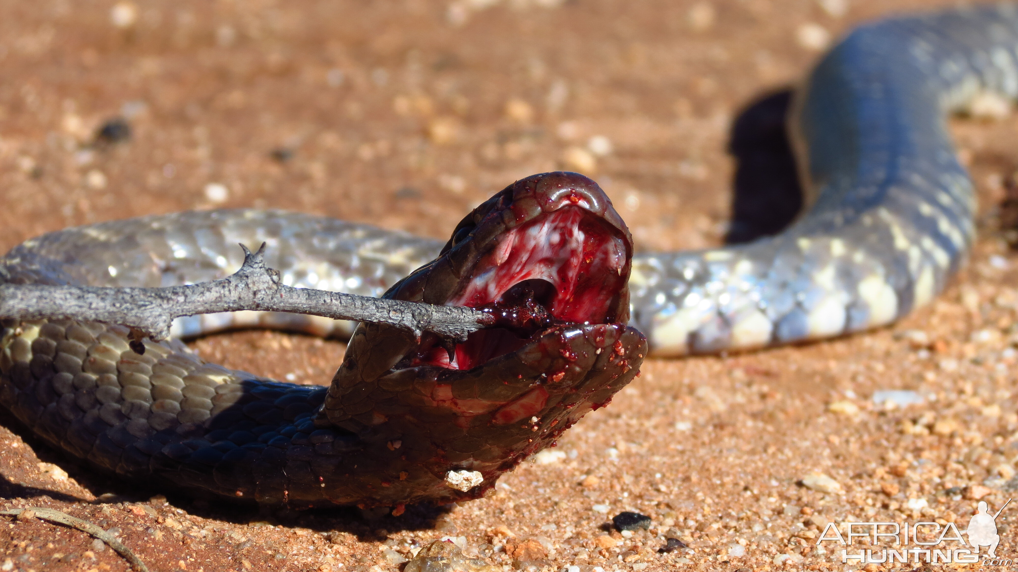 Zebra Spitting Cobra aka Zebra Snake