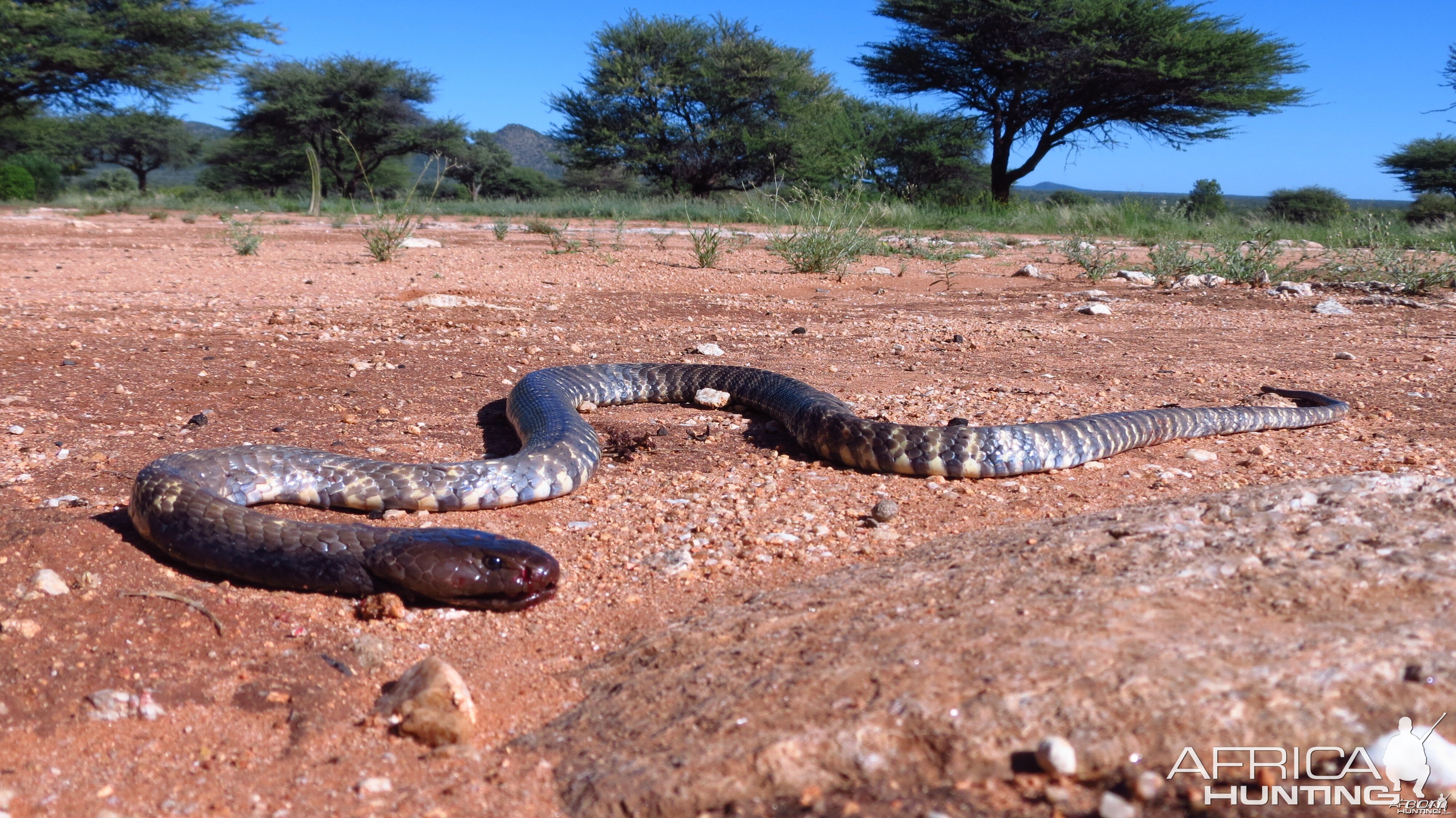 Zebra Spitting Cobra aka Zebra Snake