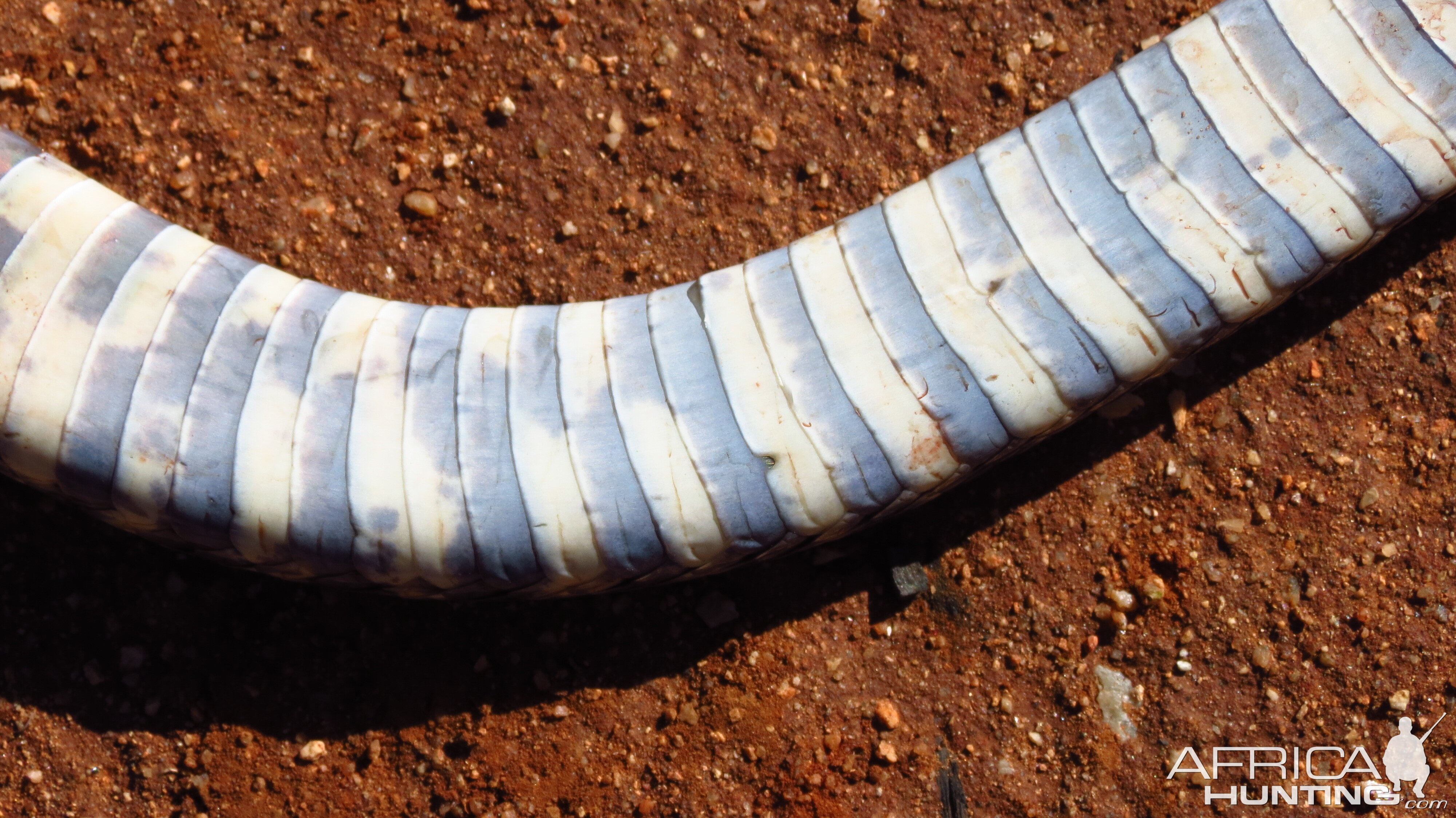 Zebra Spitting Cobra aka Zebra Snake