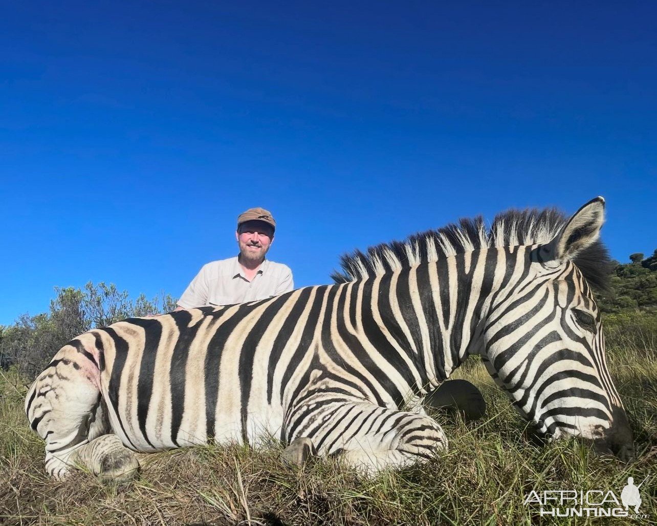 Zebra Stallion Hunt South Africa