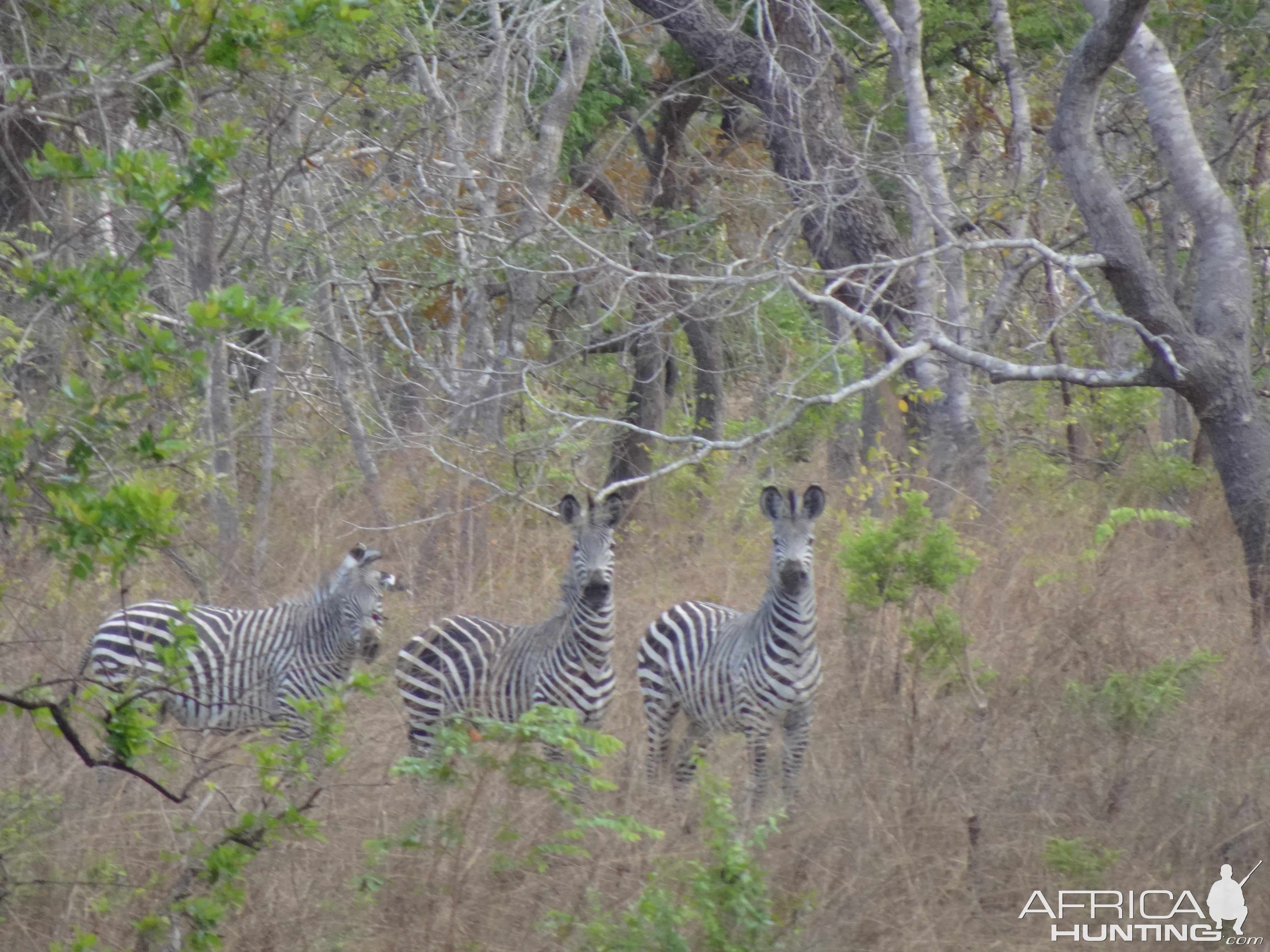 Zebra Tanzania