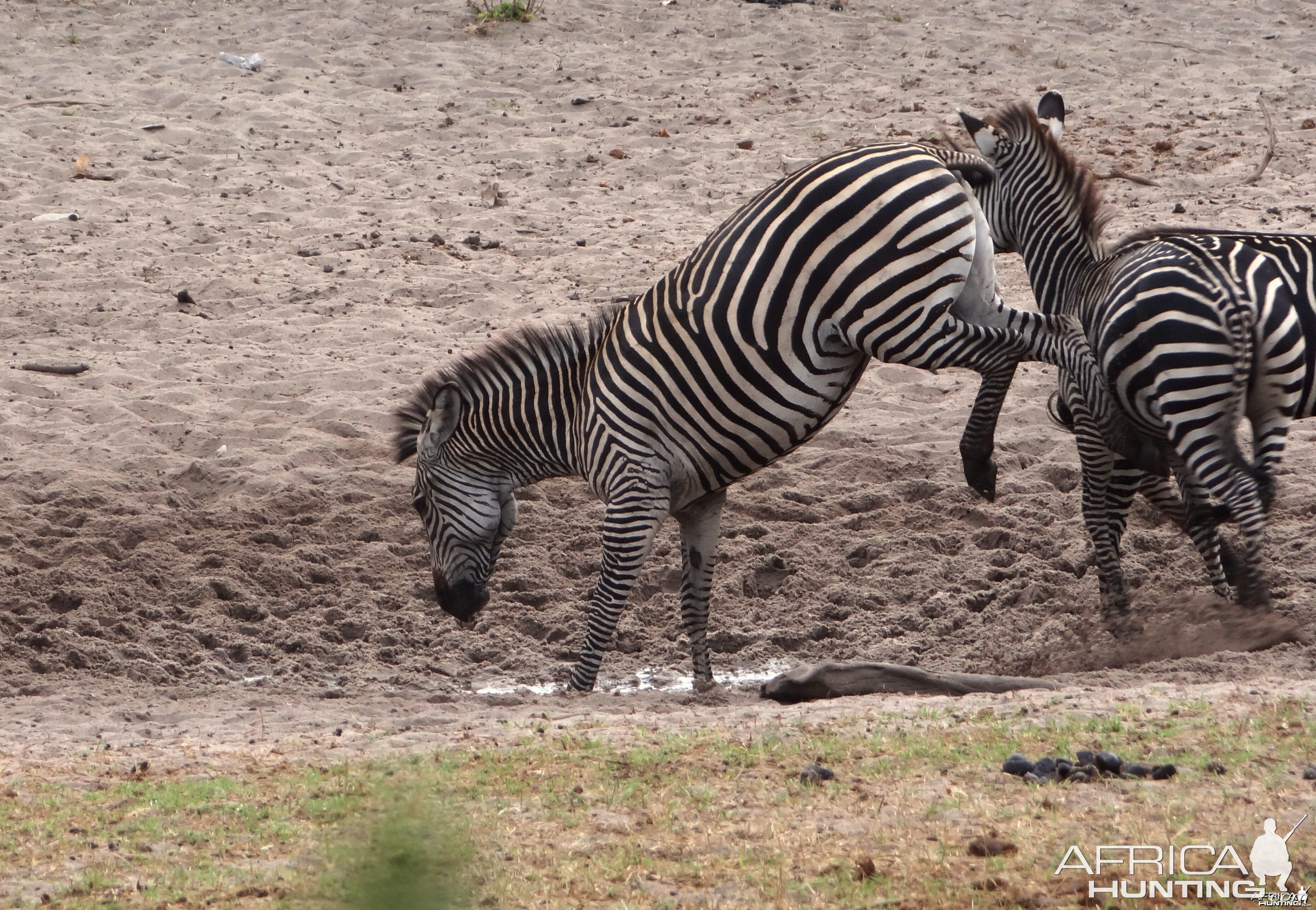 Zebra Tanzania