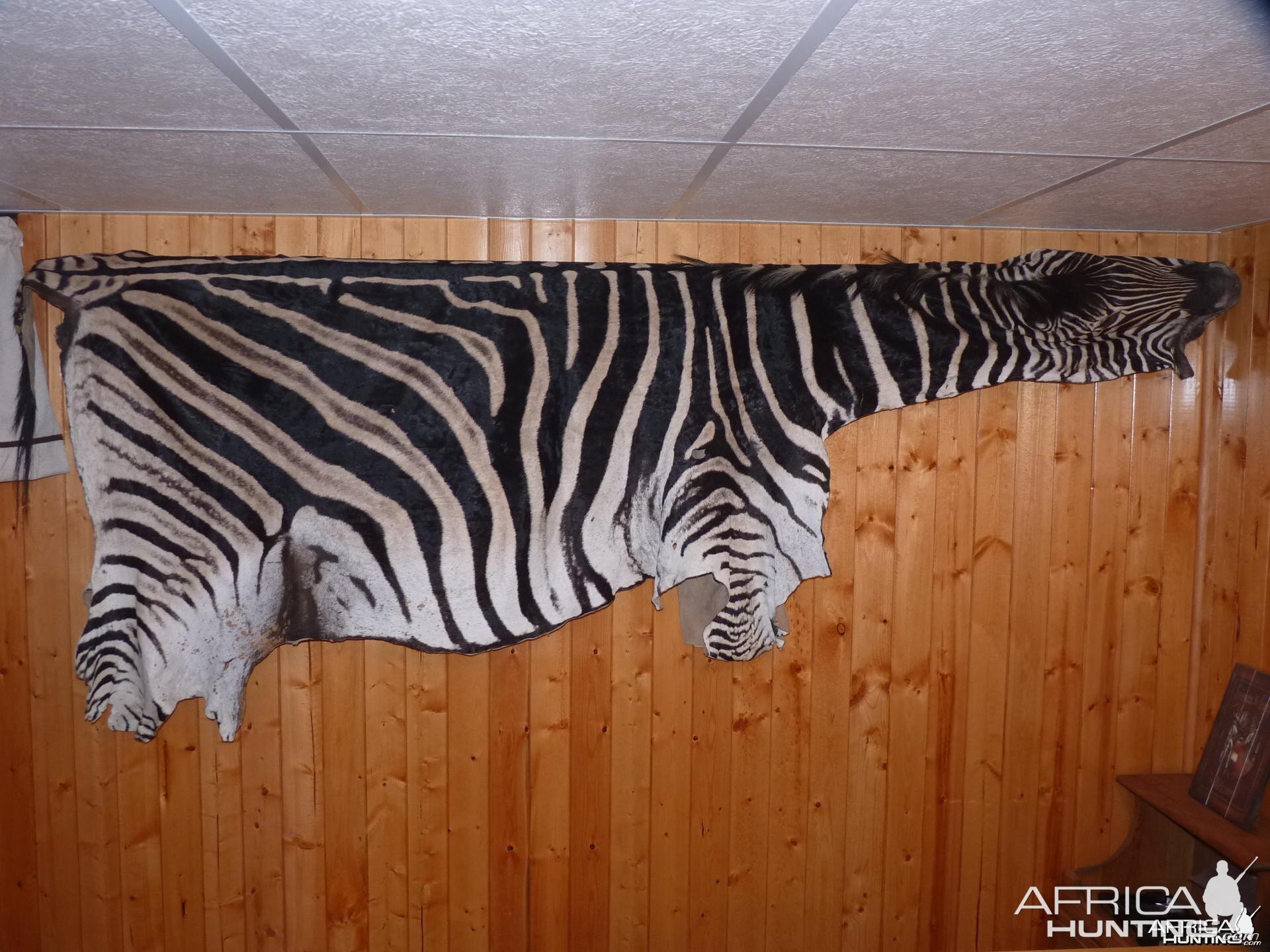 Zebra Taxidermy