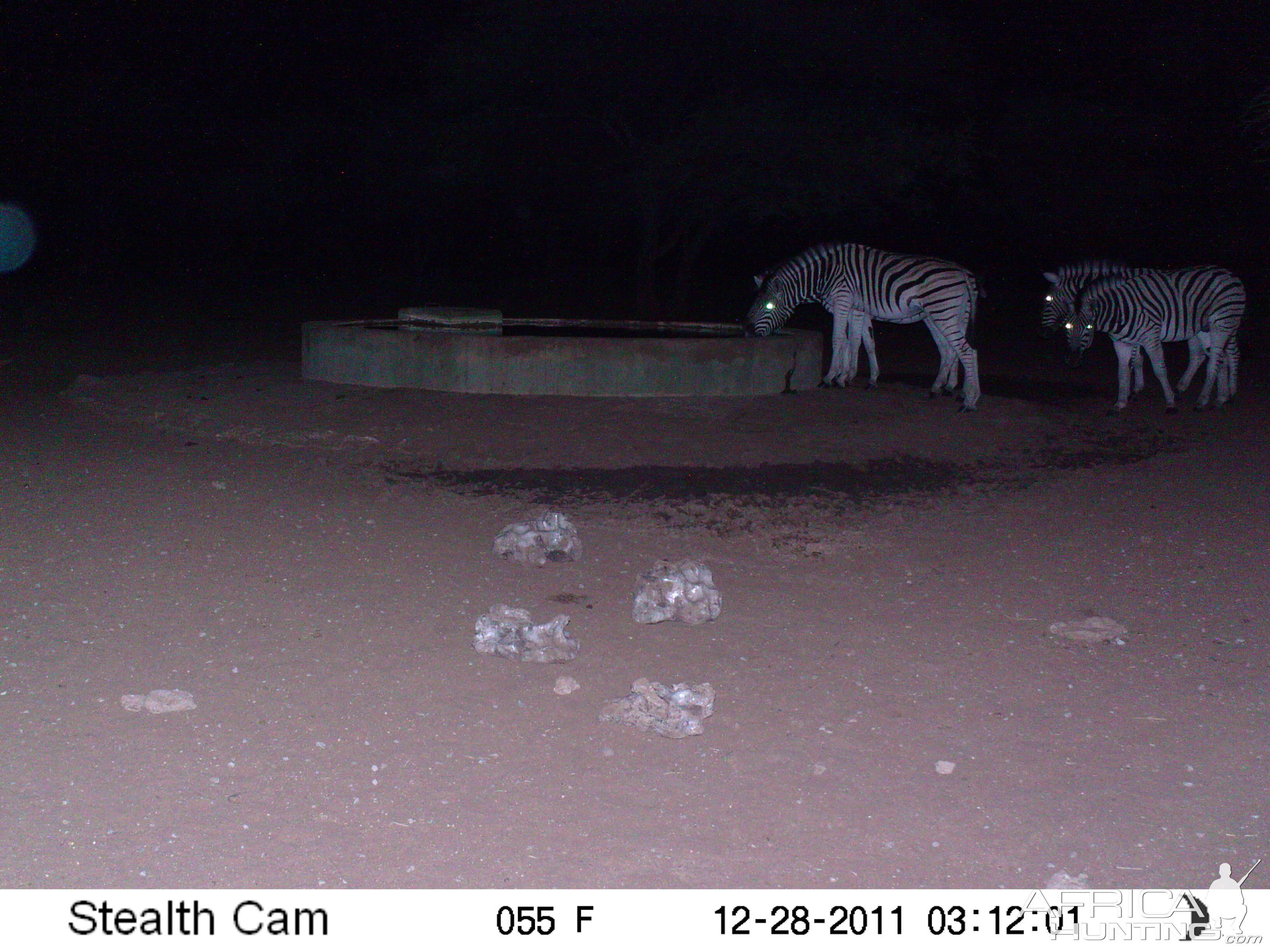 Zebra Trail Camera Namibia