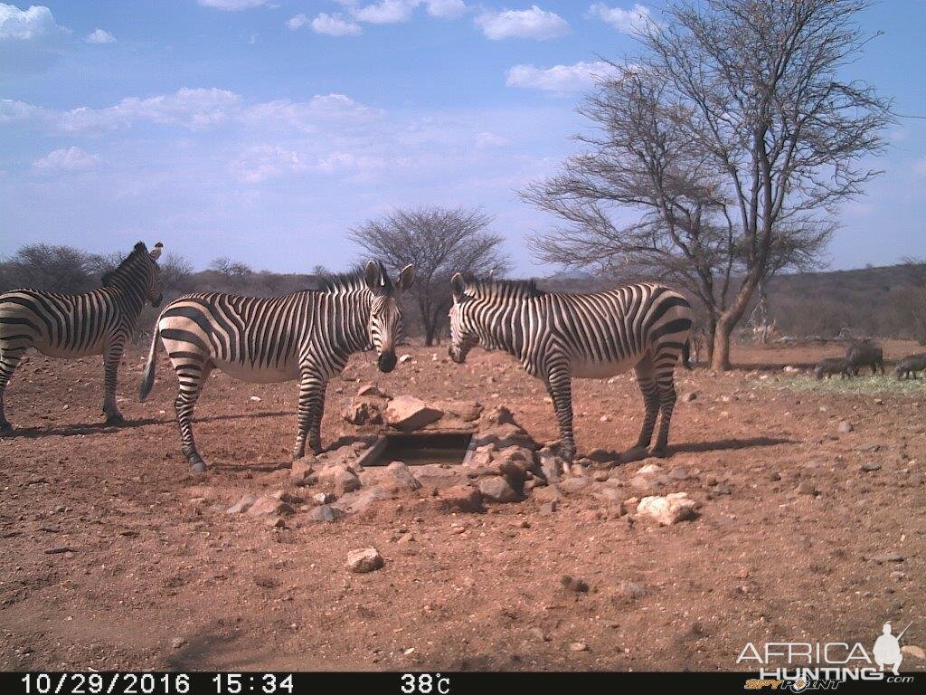 Zebra Trial Cam