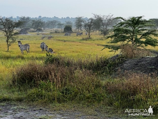 Zebra Uganda