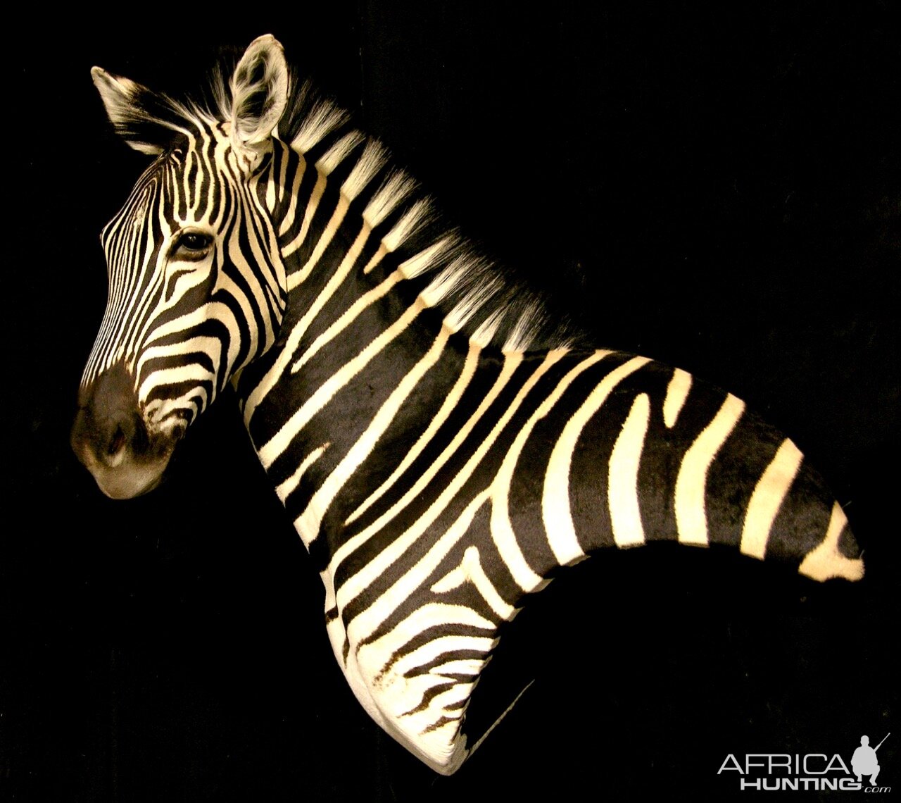 Zebra Wall Pedestal Taxidermy Mount