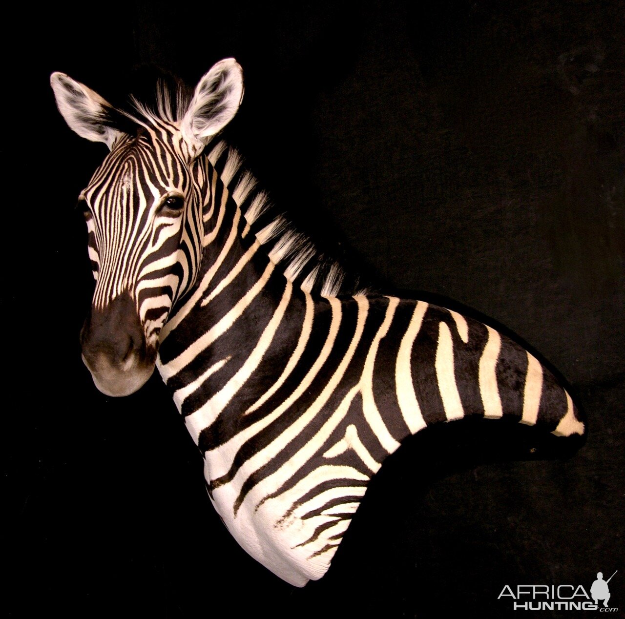 Zebra Wall Pedestal Taxidermy Mount