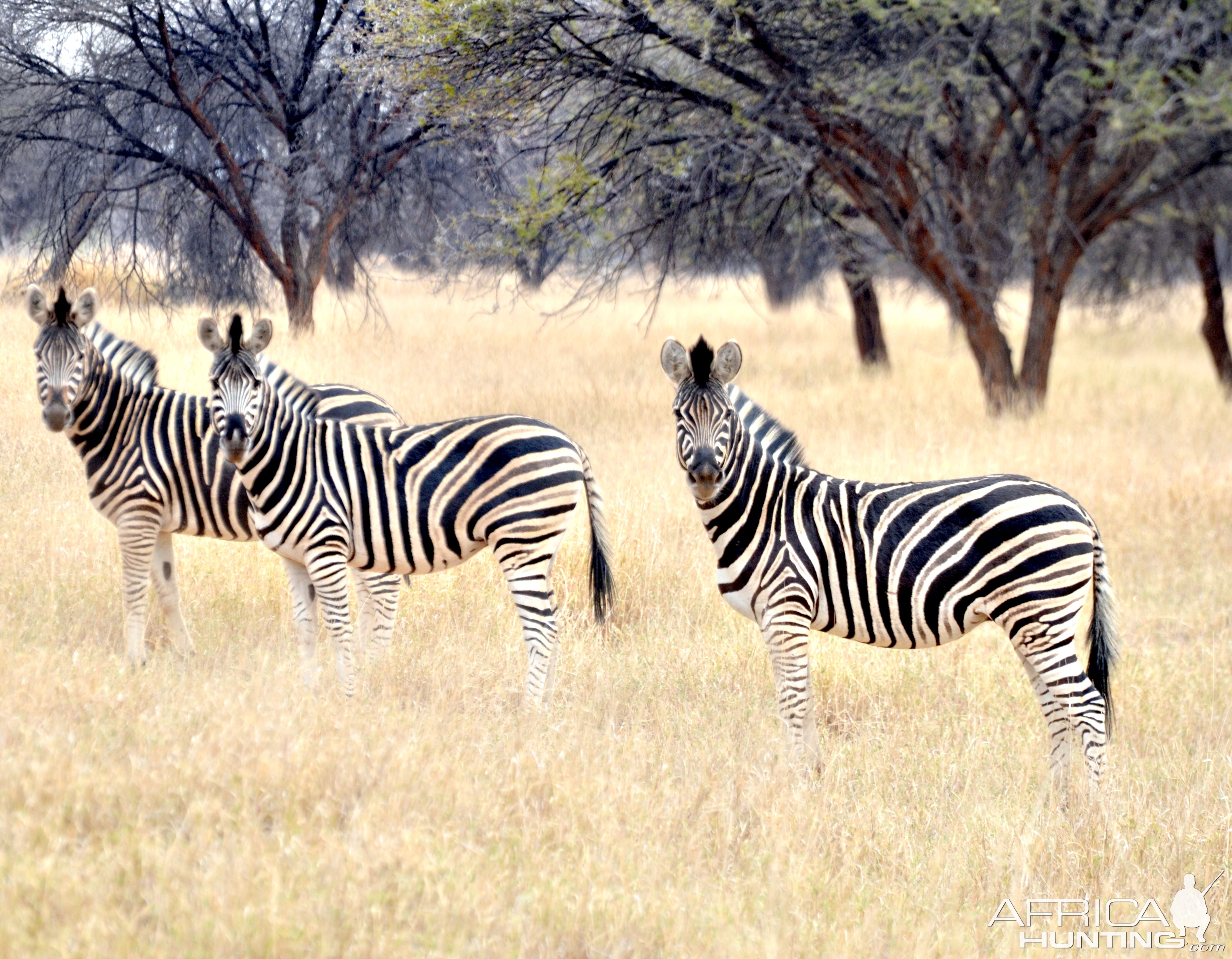 Zebra Wildlife South Africa