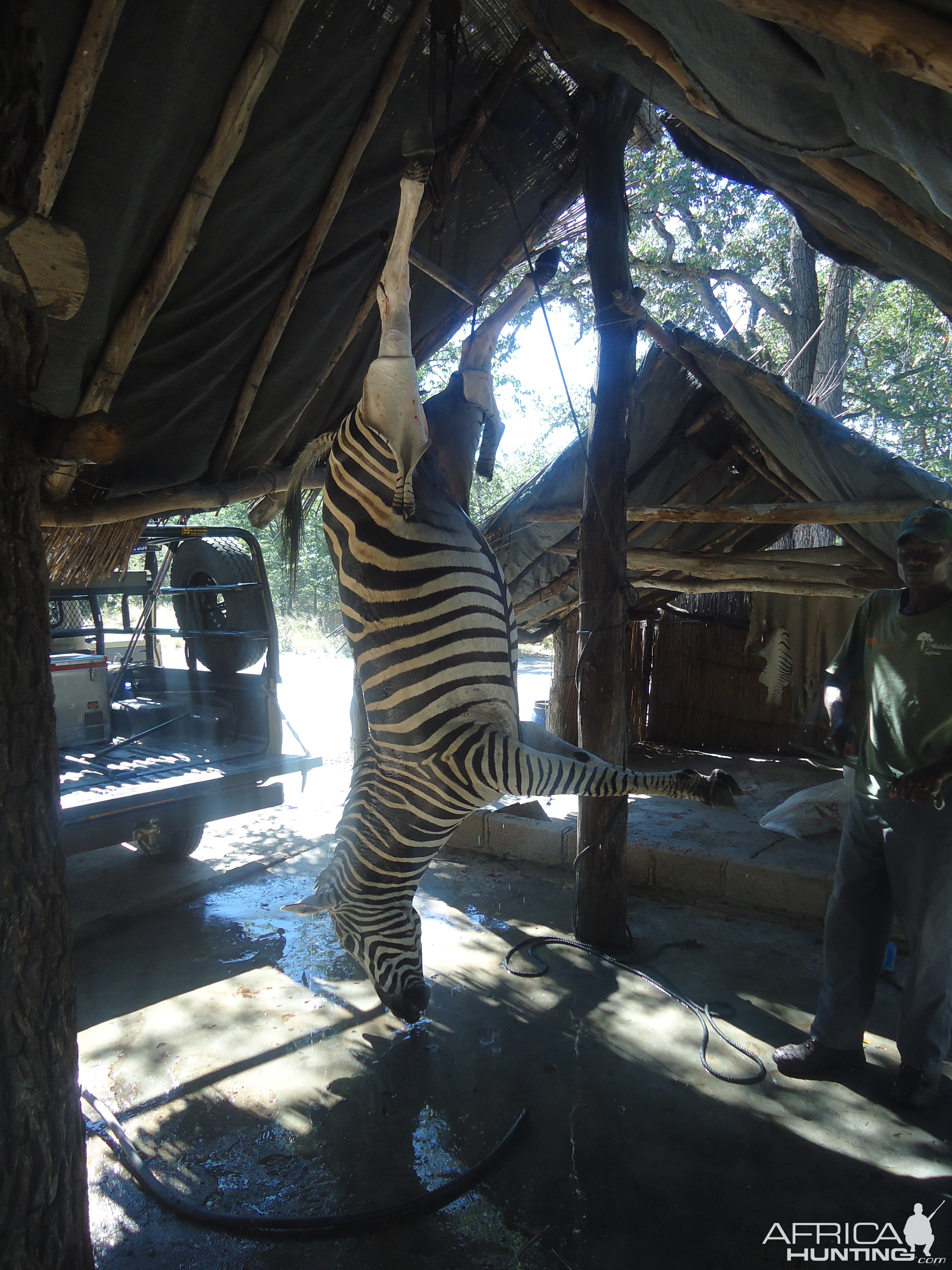 Zebra Zimbabwe Hunt