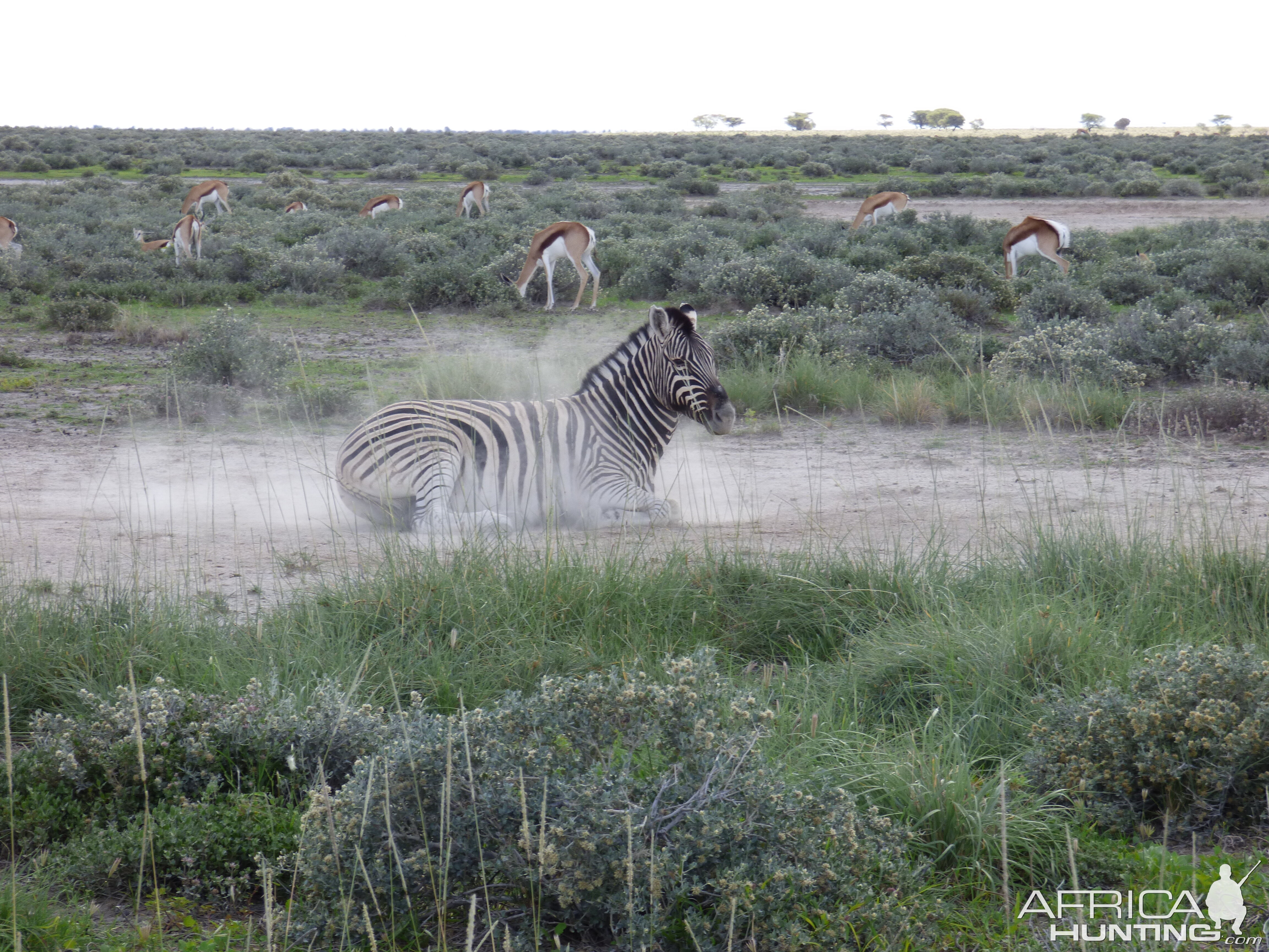 Zebra