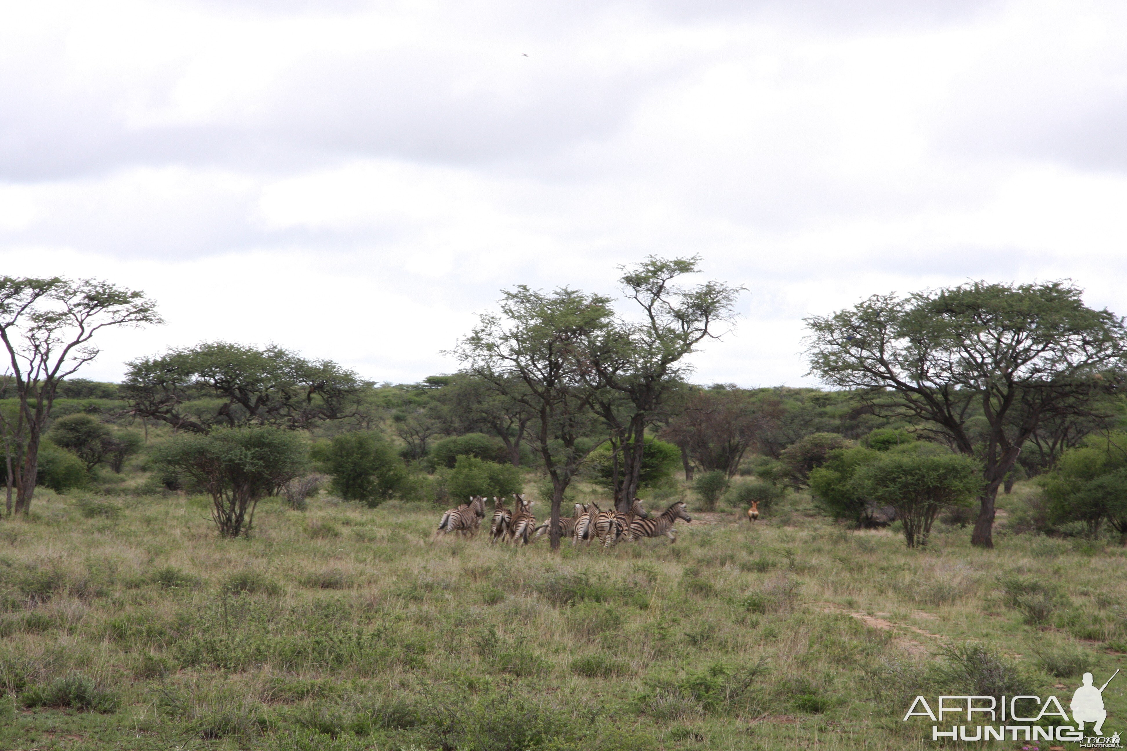 Zebras Namibia