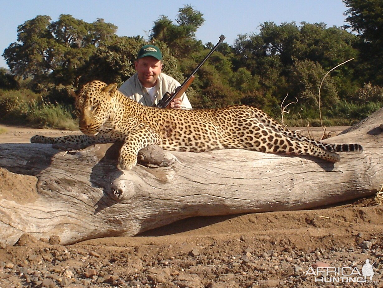 Zim leopard