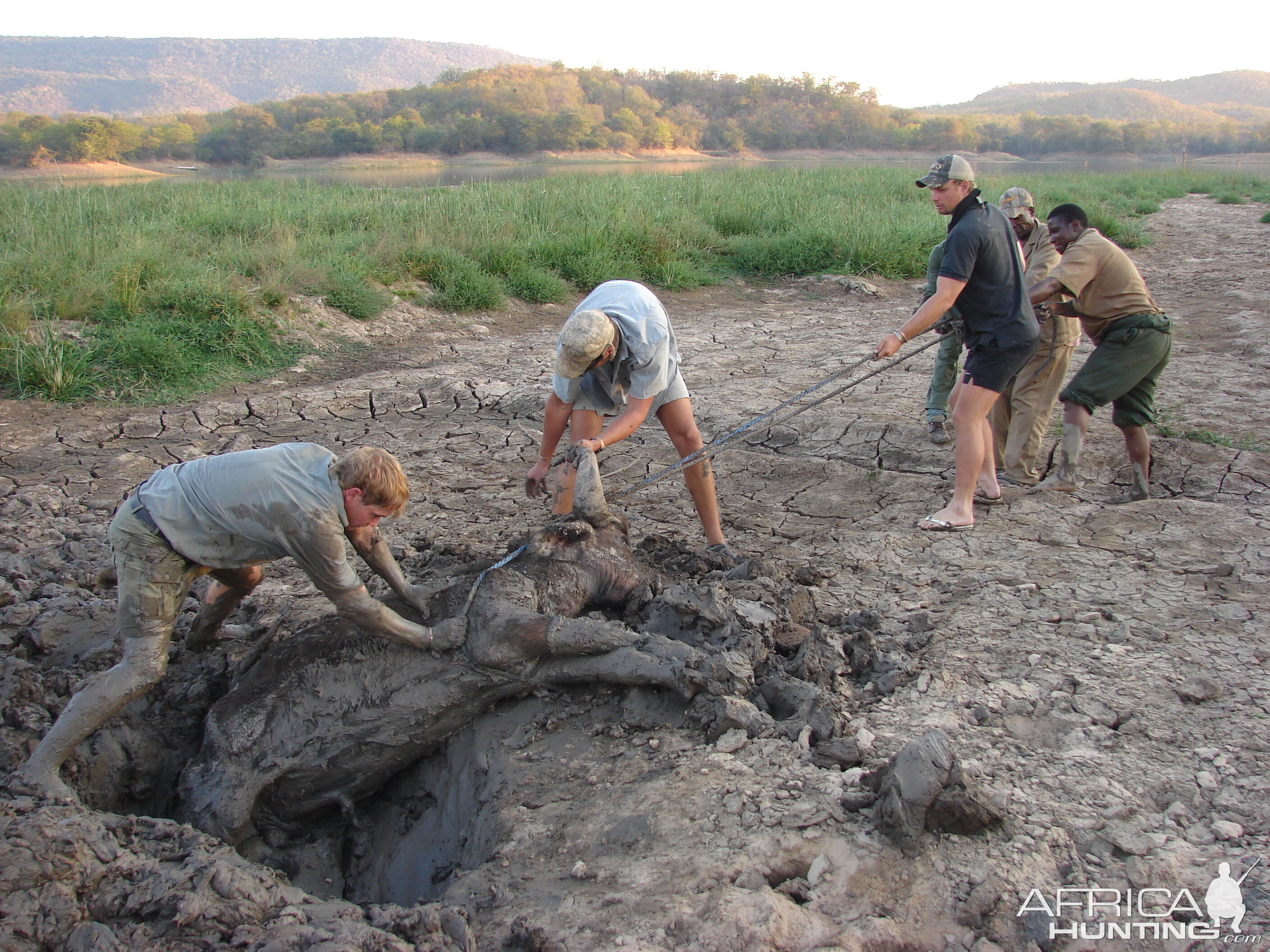 Zimbabwe attempts to save a young Cape Buffalo bull