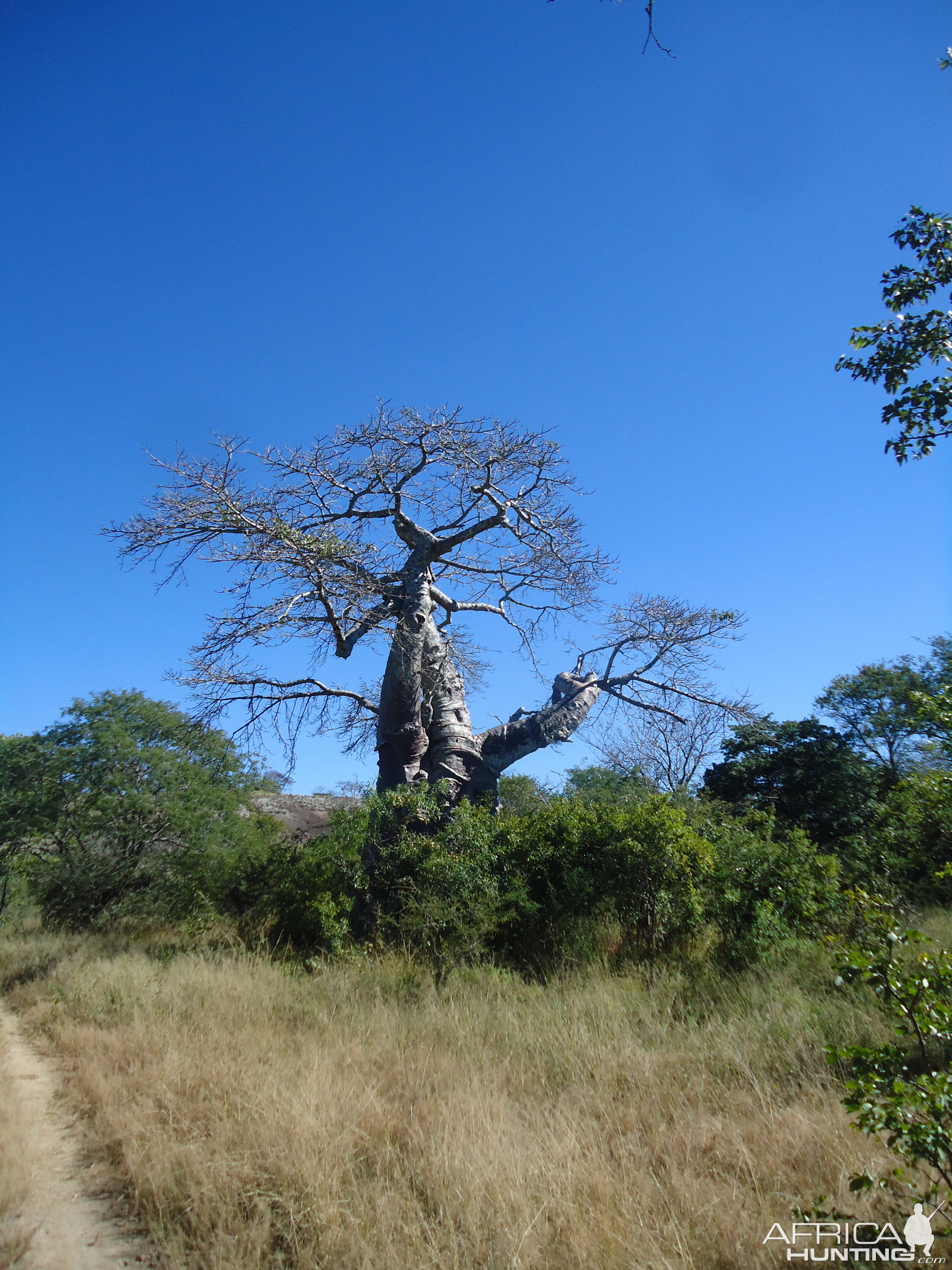 Zimbabwe Baobab Tree