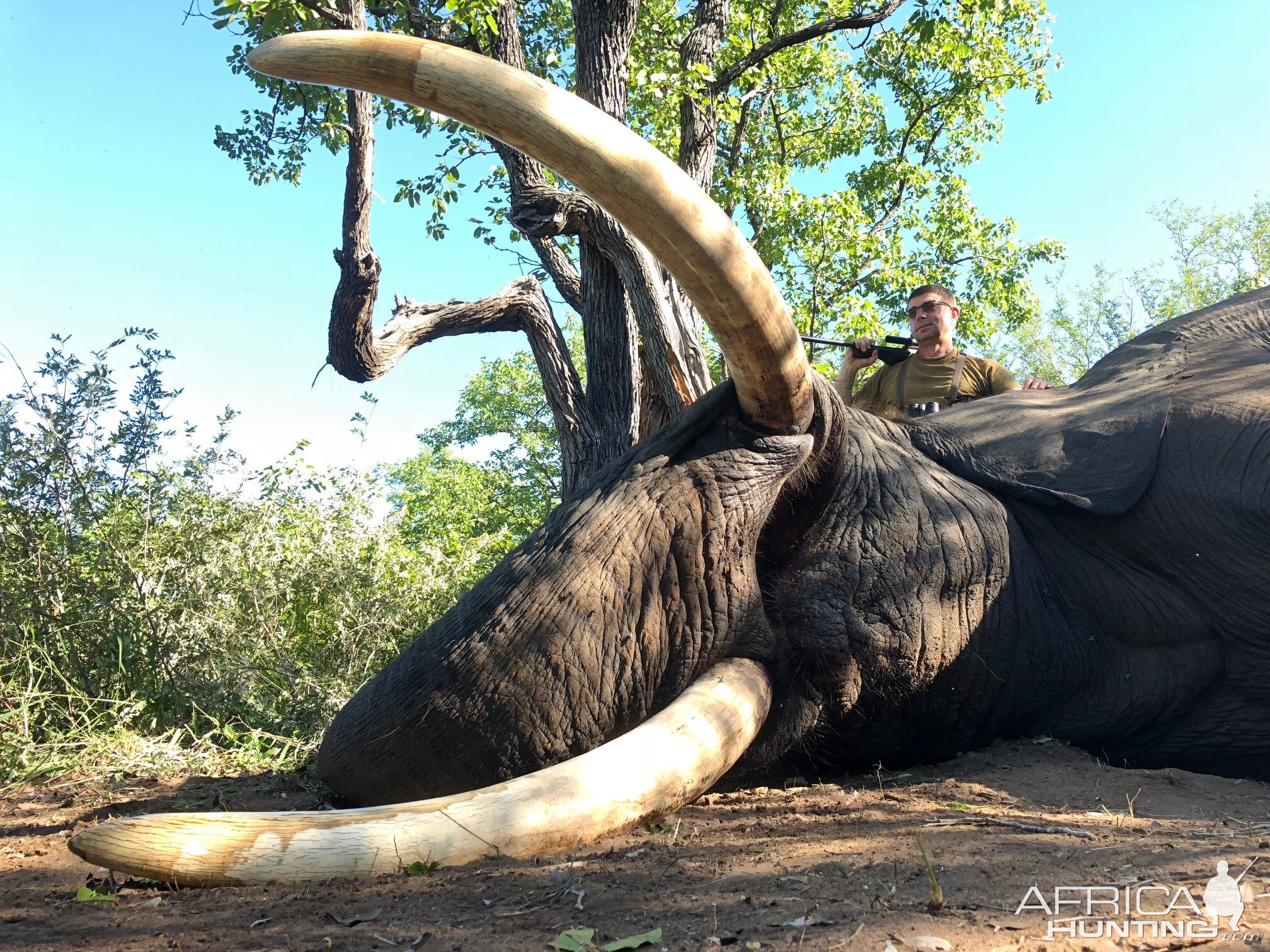 Zimbabwe Elephant Hunt | AfricaHunting.com