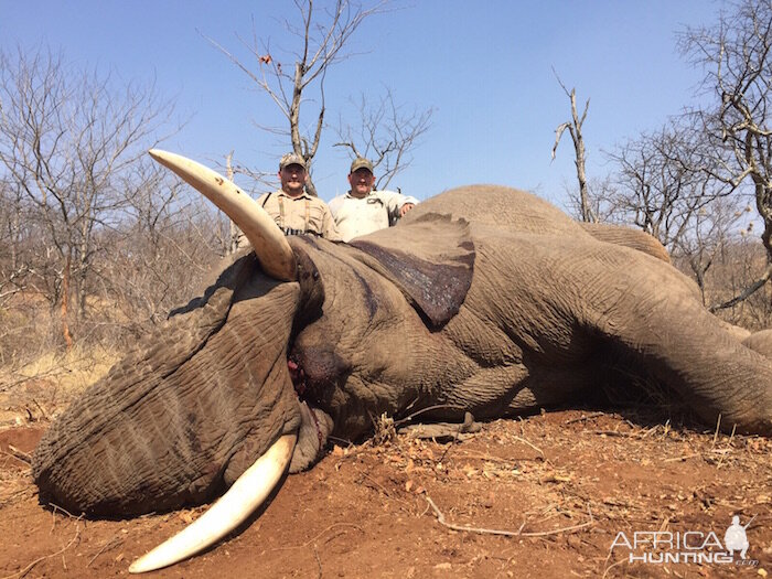 Zimbabwe Elephant Hunting | AfricaHunting.com