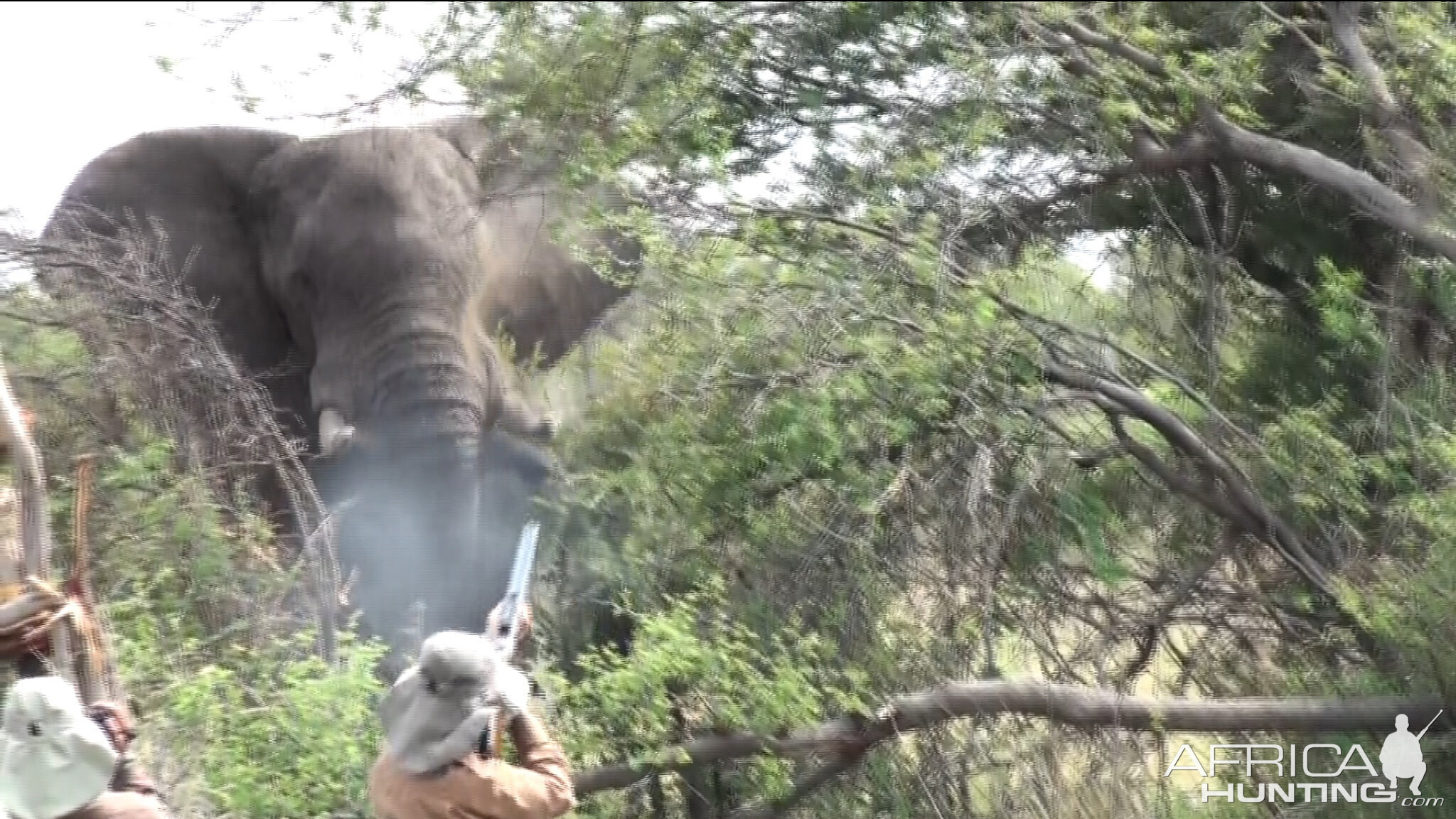 Zimbabwe Elephant, November 2014