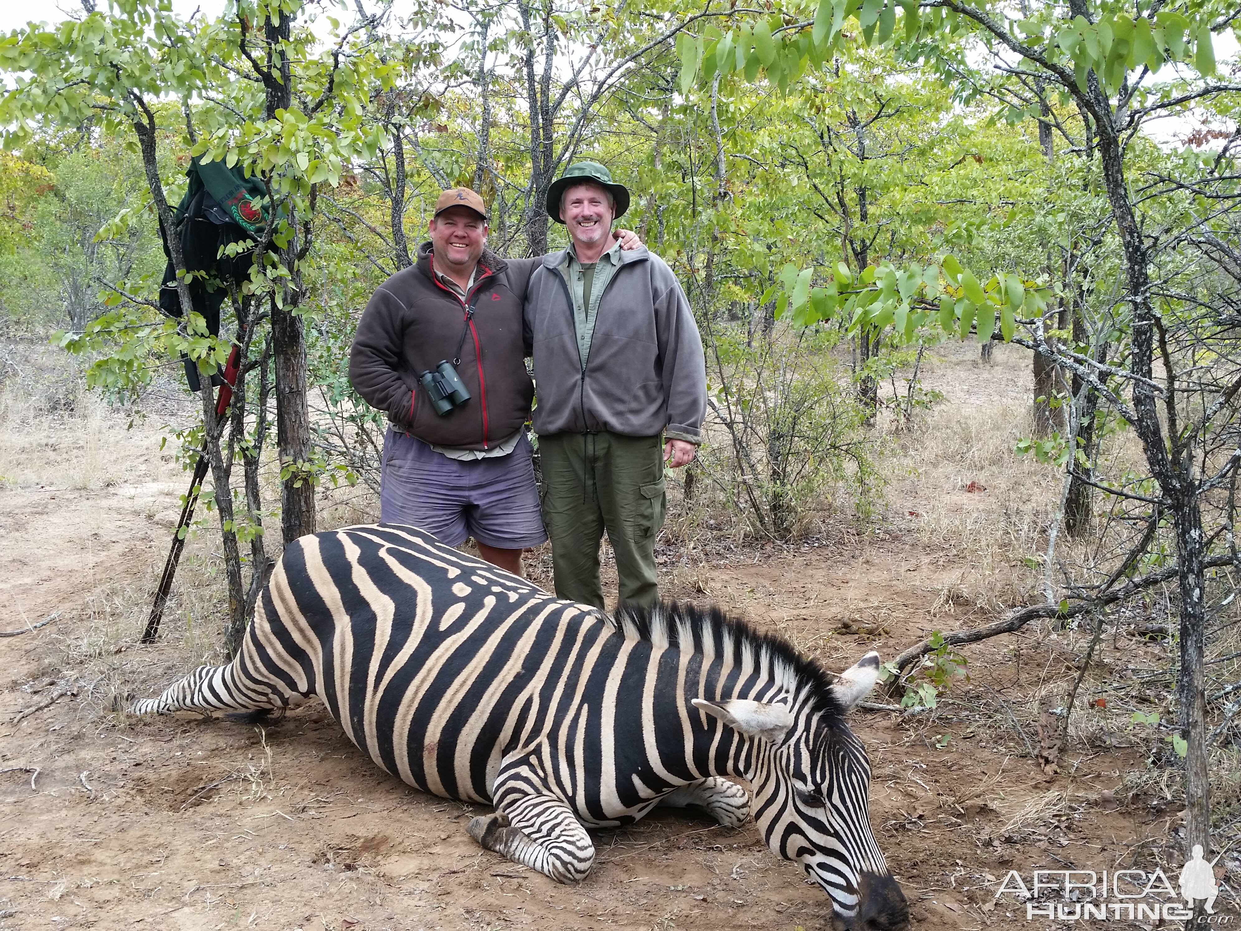 Zimbabwe Hunt Burchell's Plain Zebra