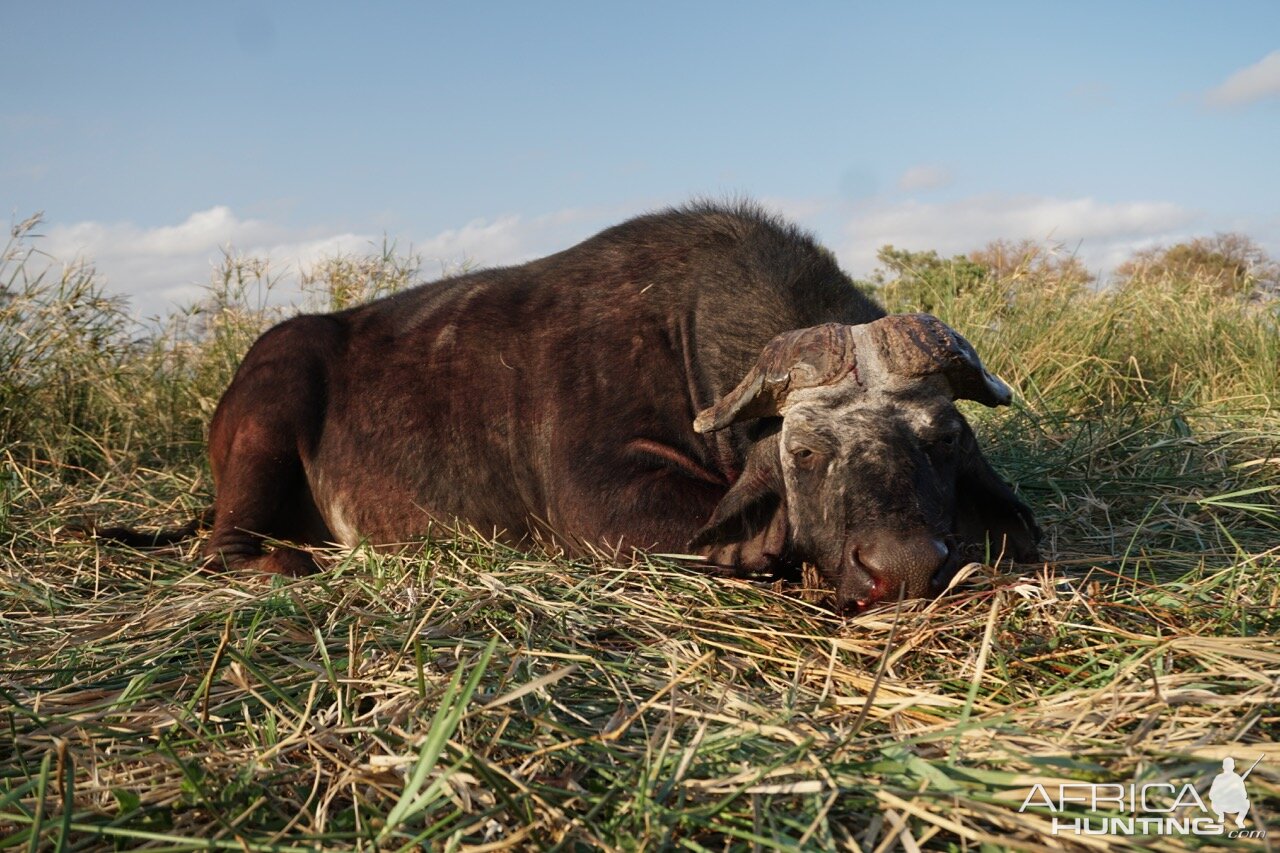 Zimbabwe Hunt Cape Buffalo | AfricaHunting.com