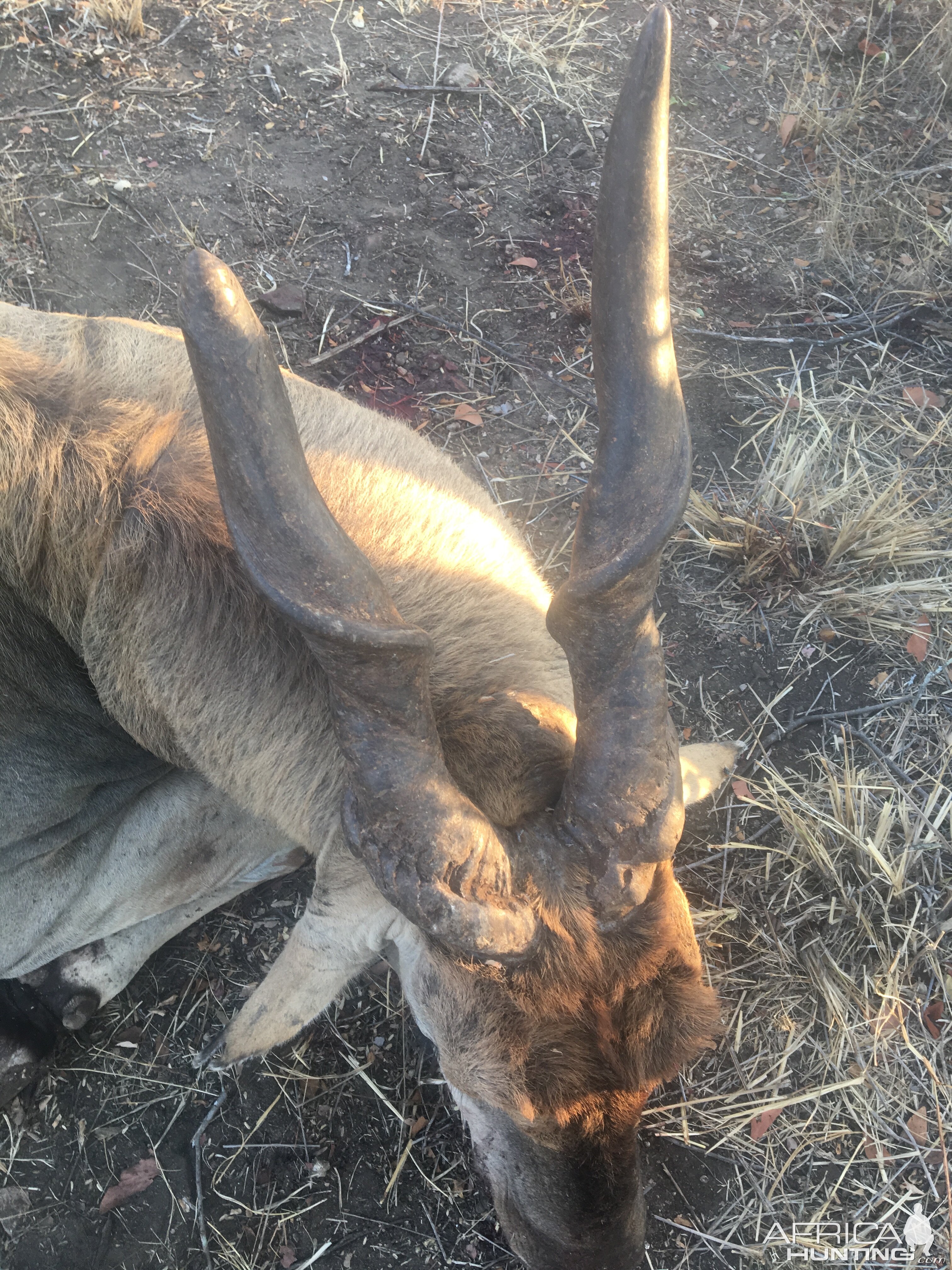 Zimbabwe Hunt Eland