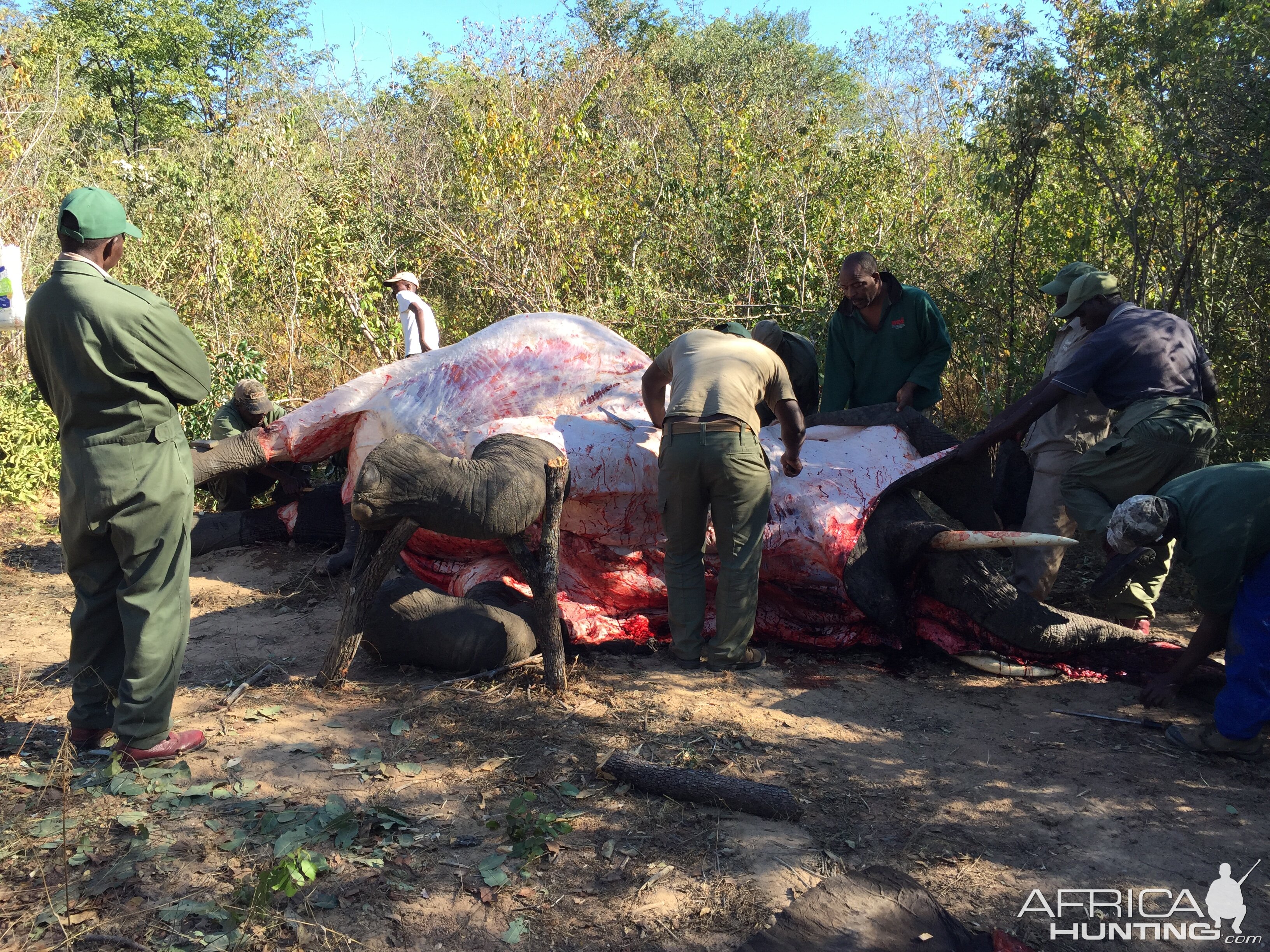 Zimbabwe Hunt Elephant