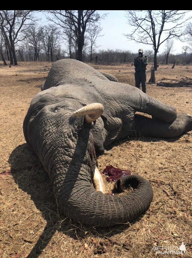 Zimbabwe Hunt Elephant