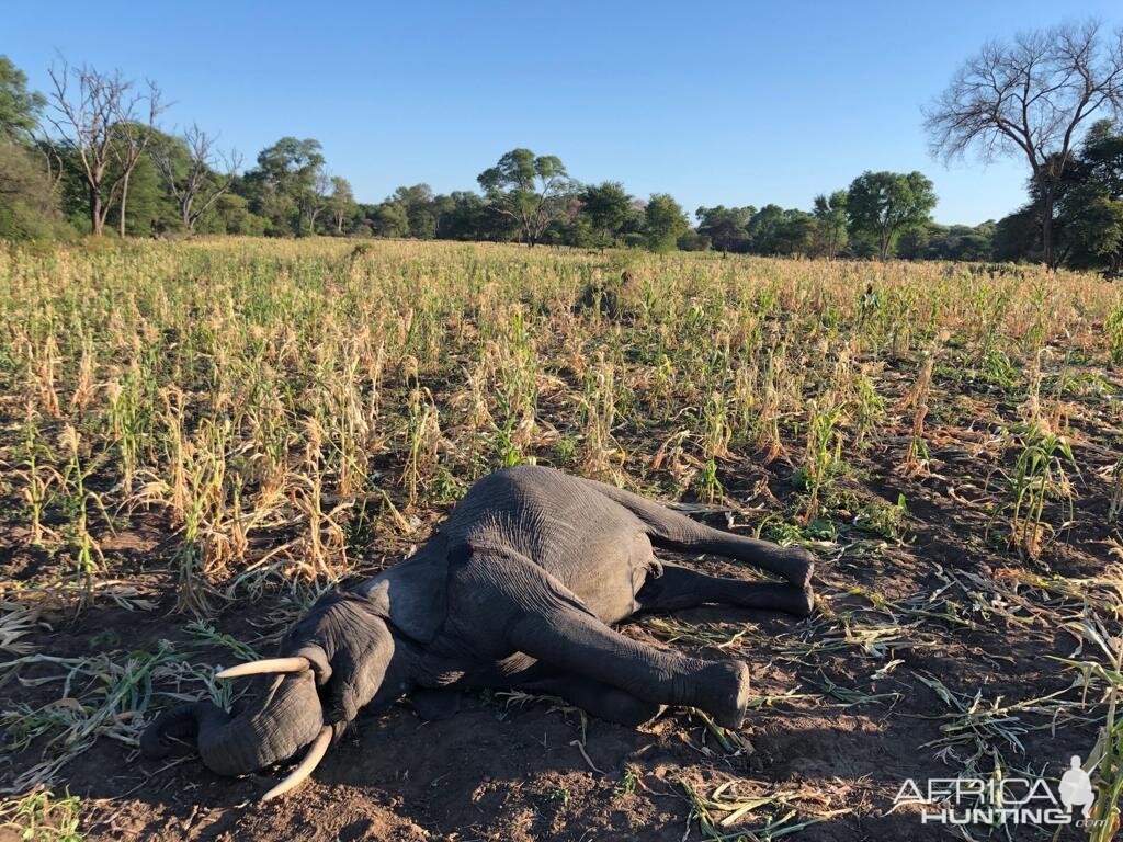 Zimbabwe Hunt Elephant | AfricaHunting.com