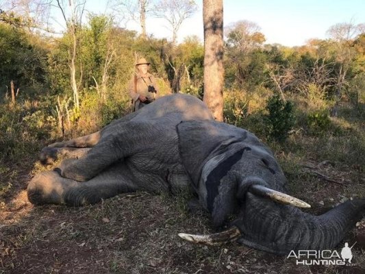 Zimbabwe Hunt Elephant