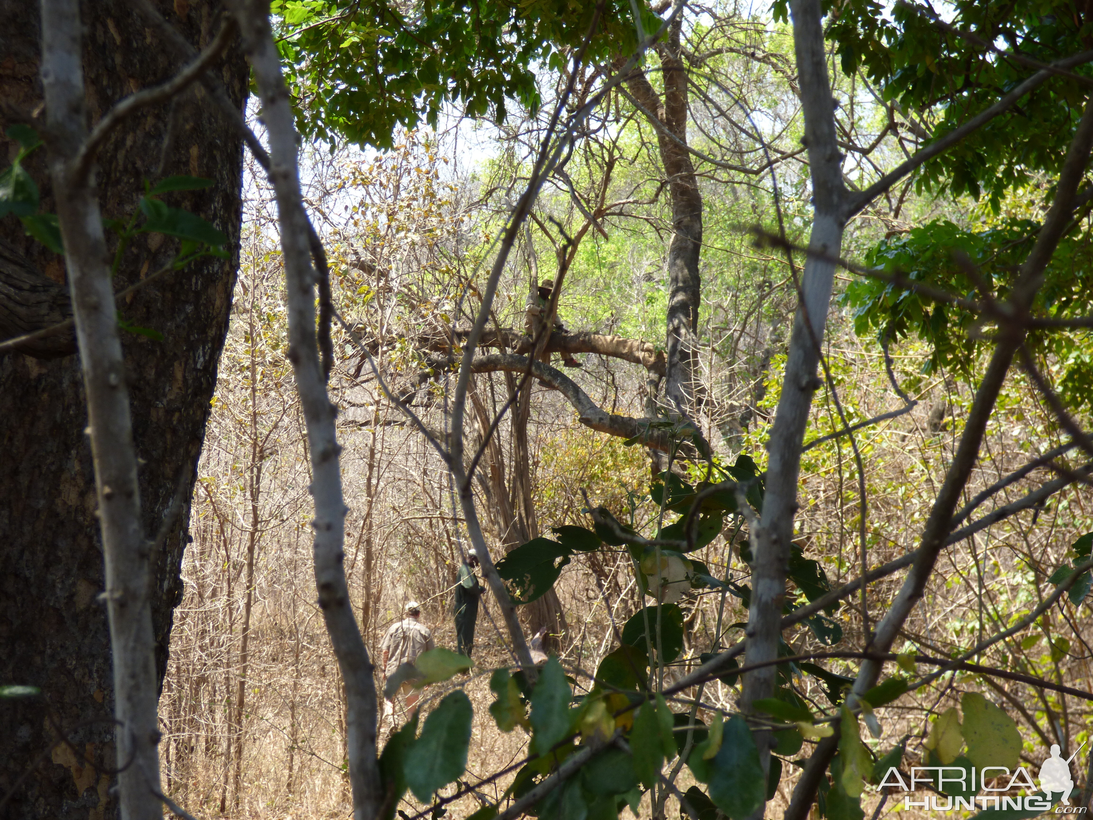 Zimbabwe Hunt Leopard