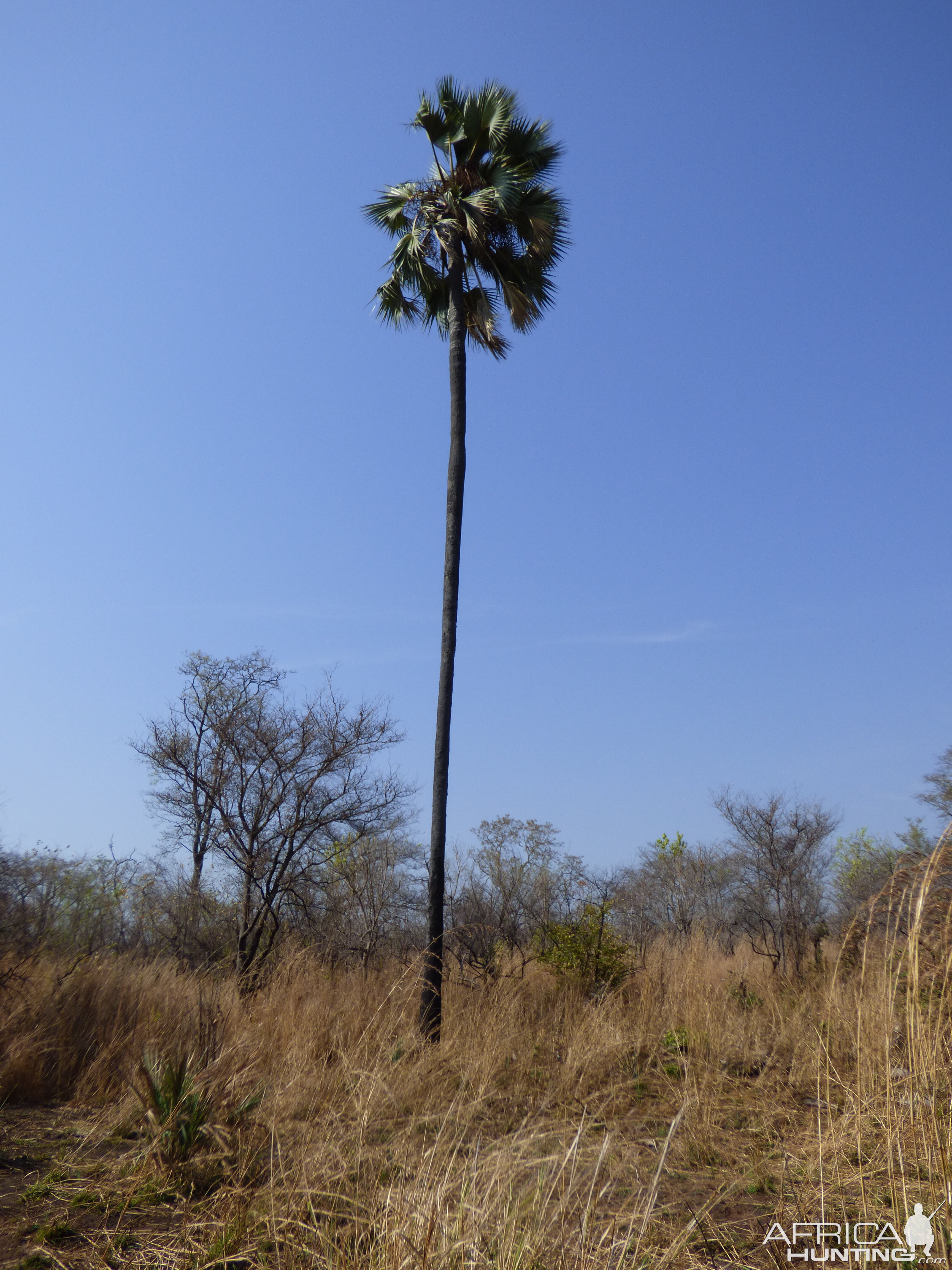 Zimbabwe Hunt