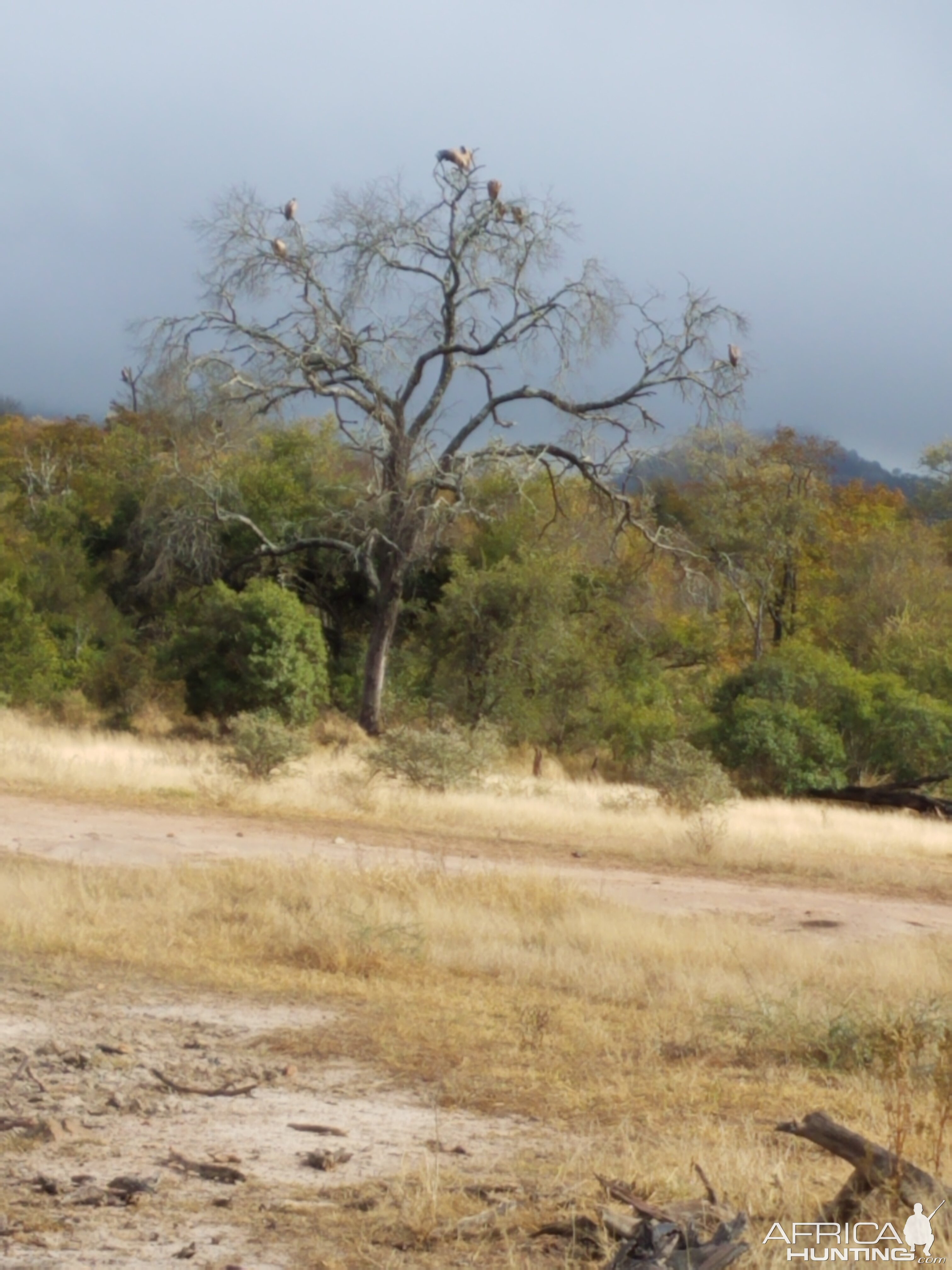 Zimbabwe Hunting Area