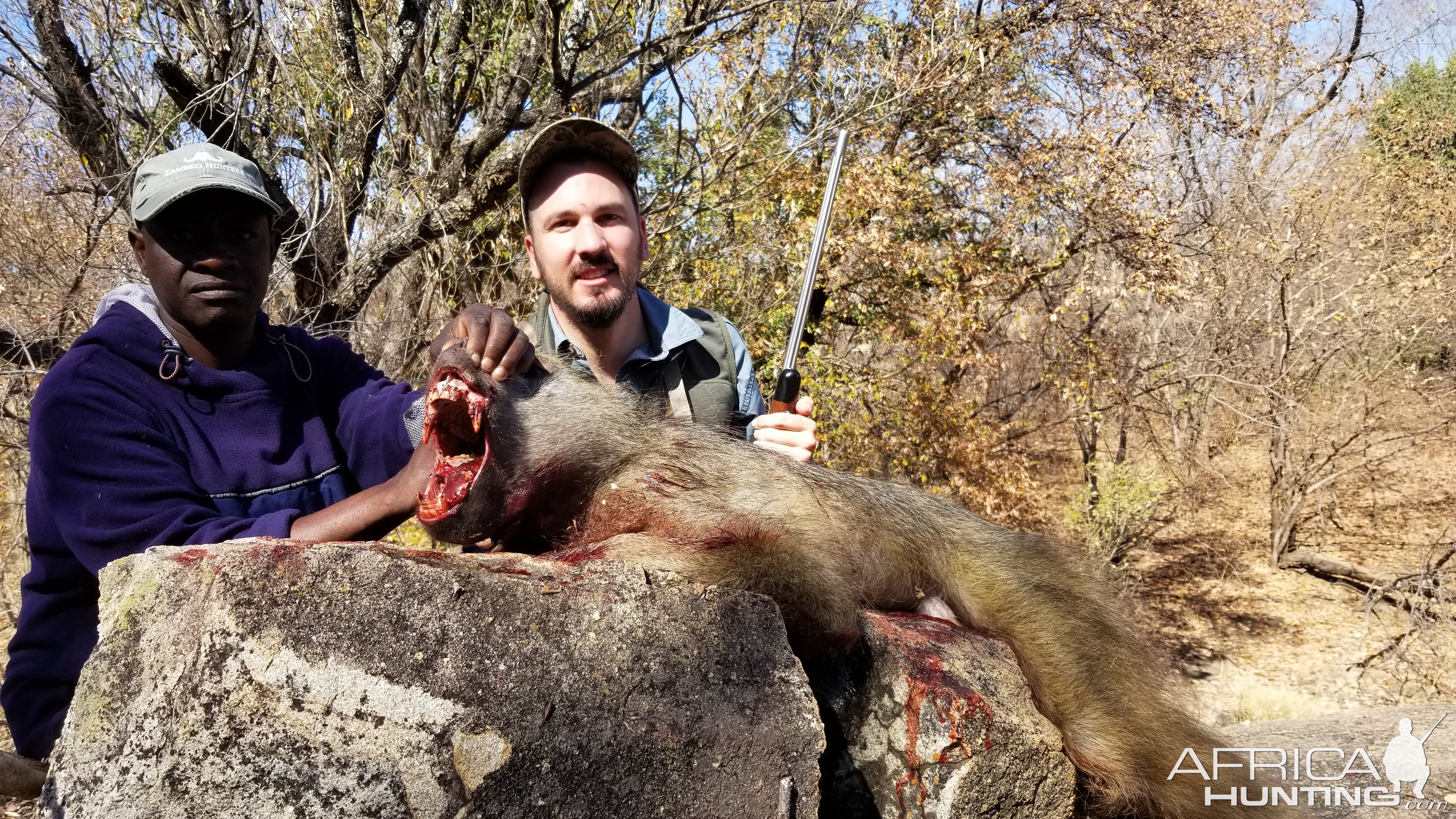 Zimbabwe Hunting Baboon