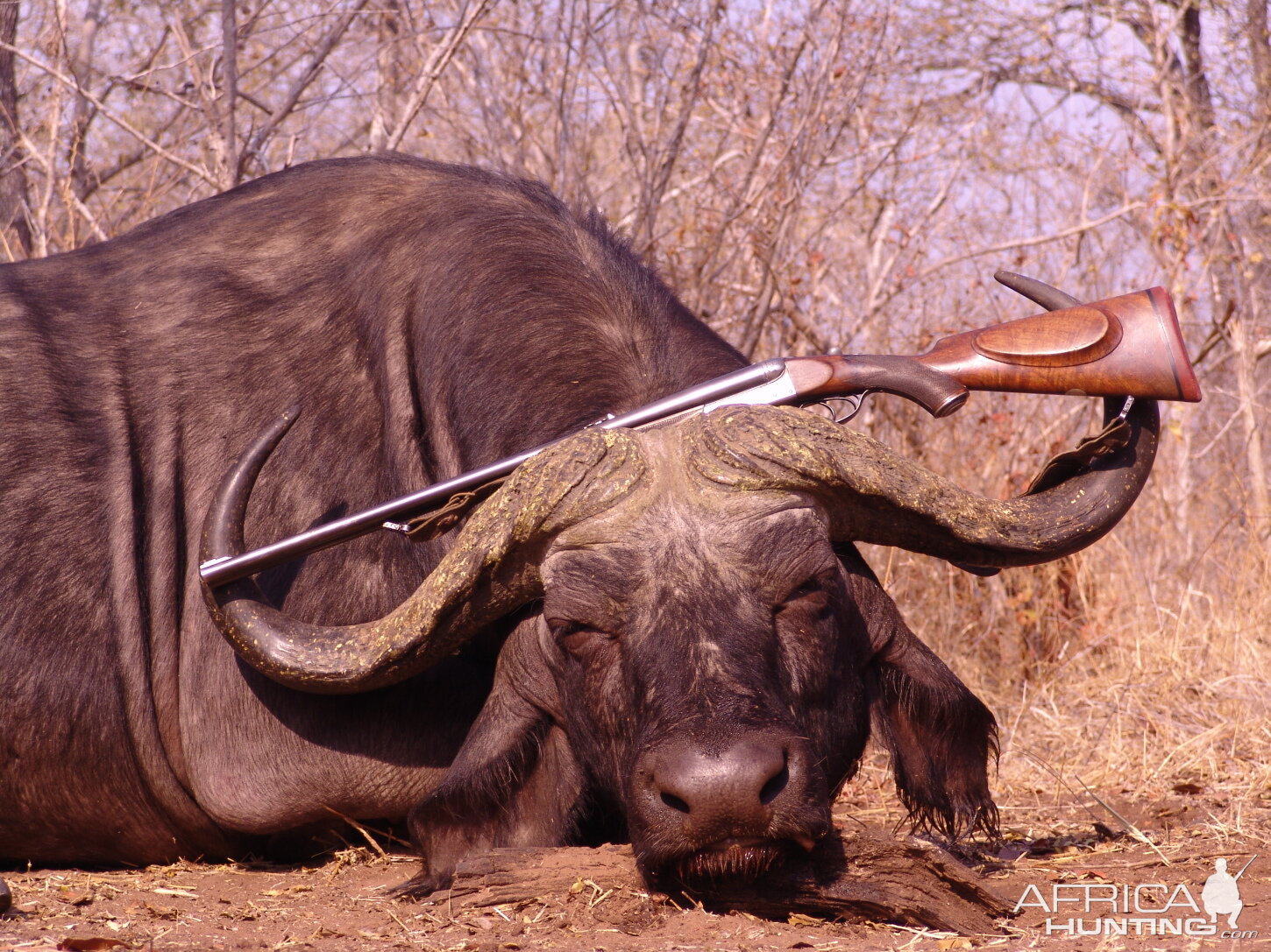 Zimbabwe Hunting Buffalo