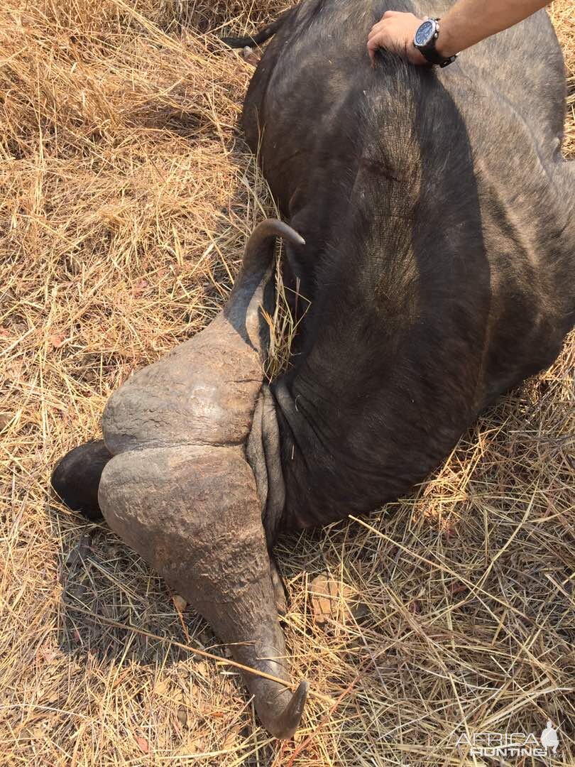 Zimbabwe Hunting Buffalo | AfricaHunting.com