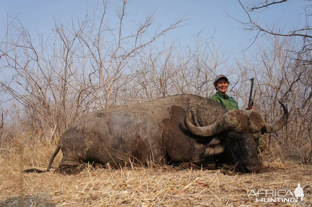 Zimbabwe Hunting Cape Buffalo