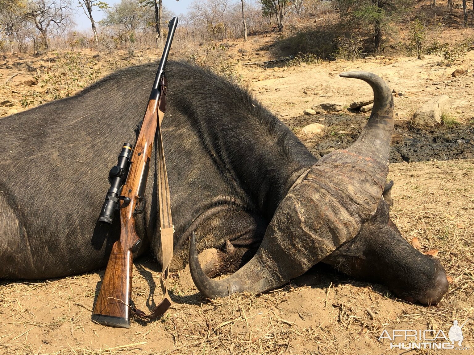 Zimbabwe Hunting Cape Buffalo