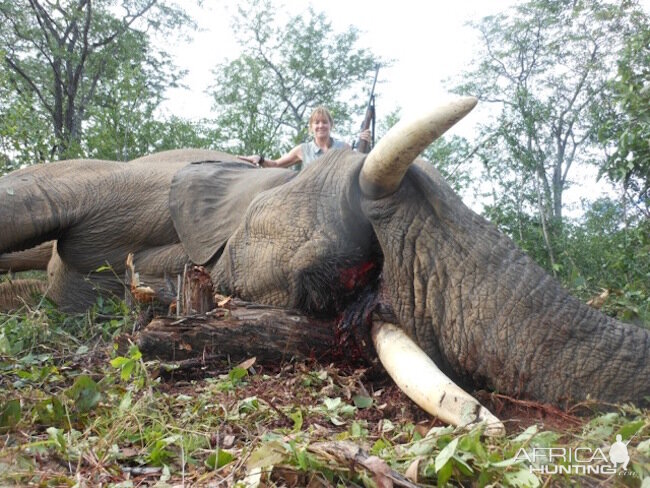 Zimbabwe Hunting Elephant