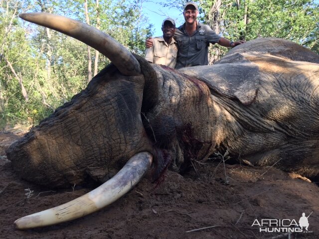 Zimbabwe Hunting Elephant