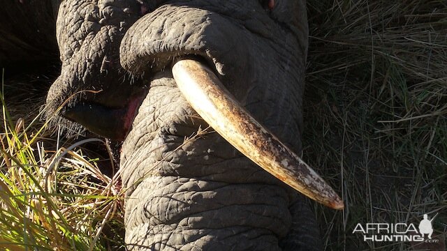 Zimbabwe Hunting Elephant