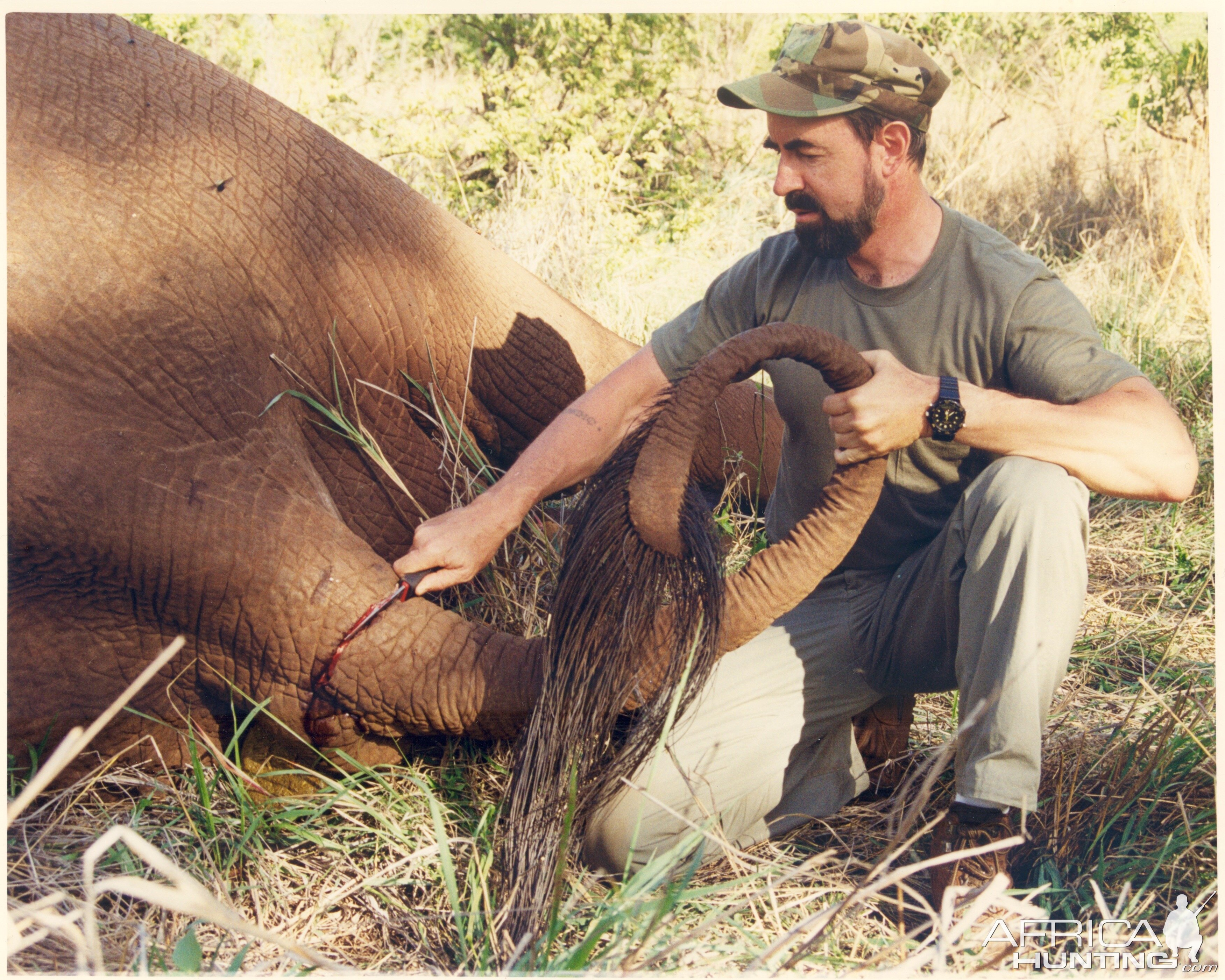 Zimbabwe Hunting Elephant