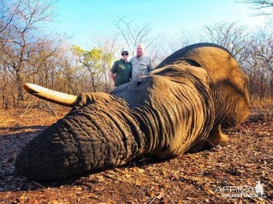 Zimbabwe Hunting Elephant