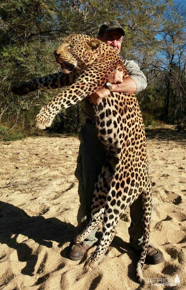 Zimbabwe Hunting Leopard