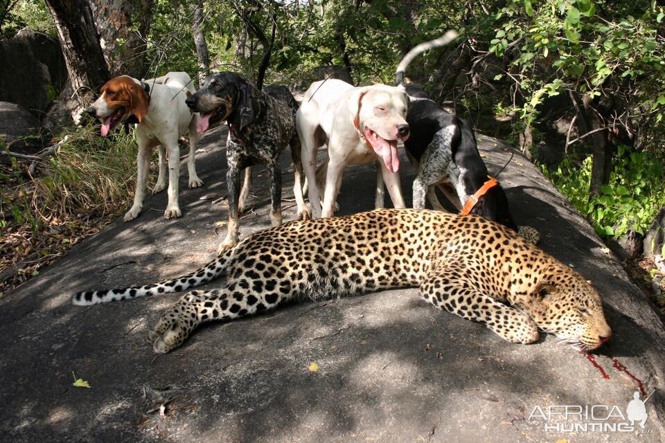 Zimbabwe Hunting Leopard | AfricaHunting.com