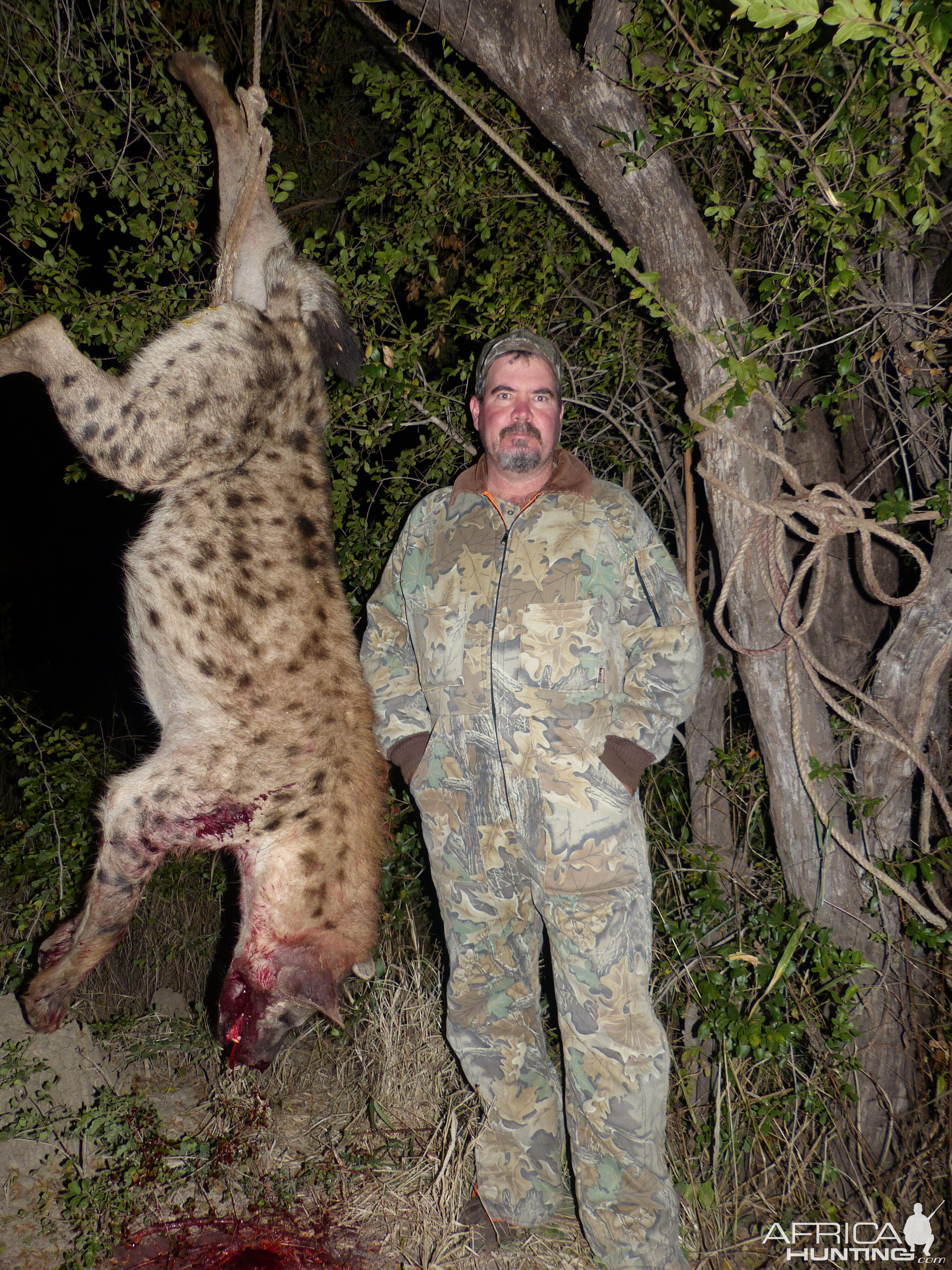 Zimbabwe Hunting Spotted Hyena