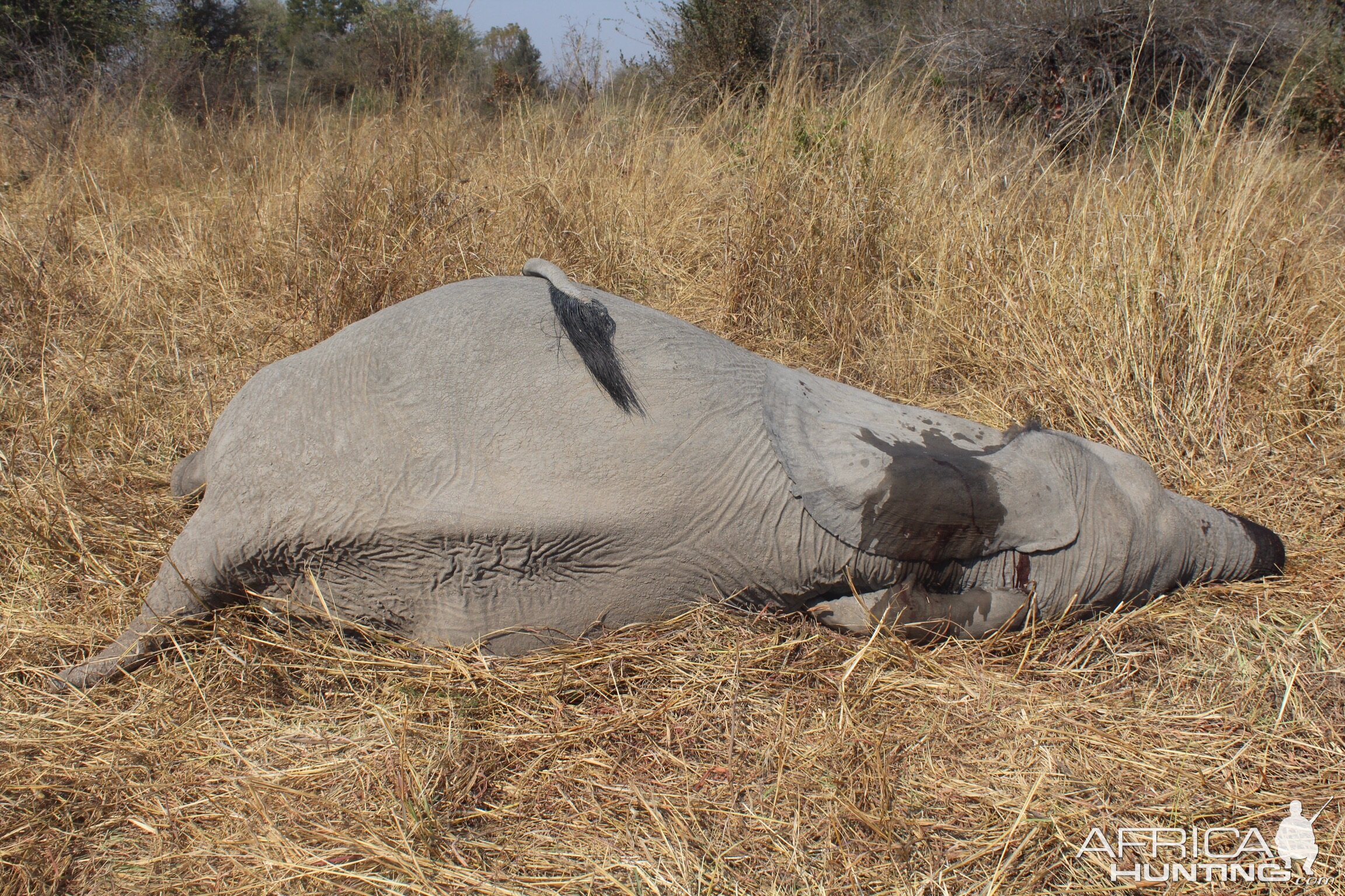 Zimbabwe Hunting Tuskless Elephant