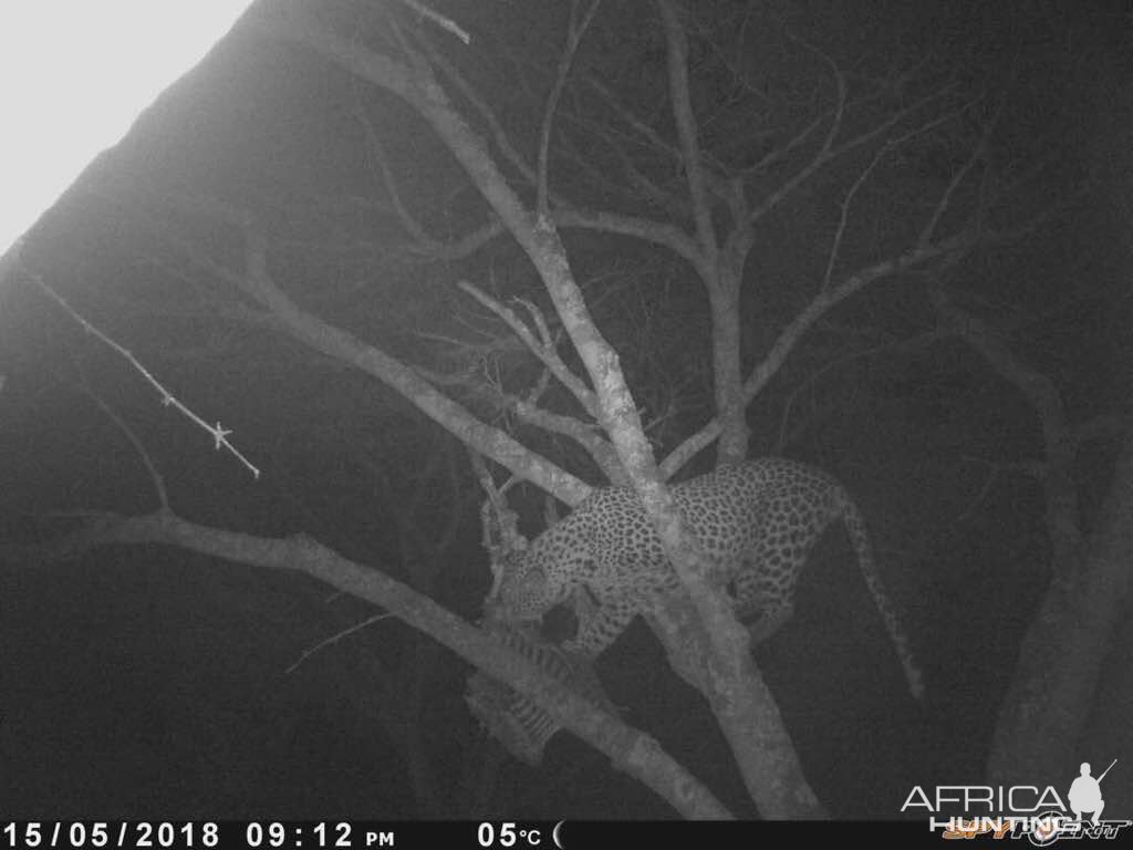 Zimbabwe Leopard Trail Cam Pictures