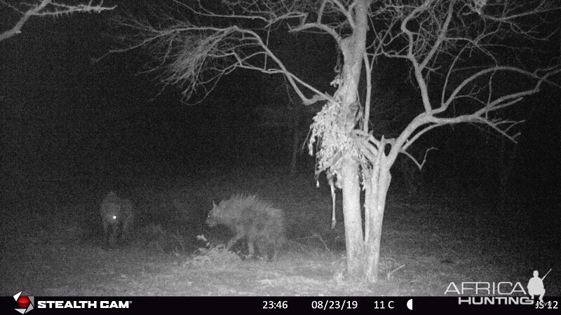 Zimbabwe Trail Cam Pictures Brown Hyena & Spotted Hyena