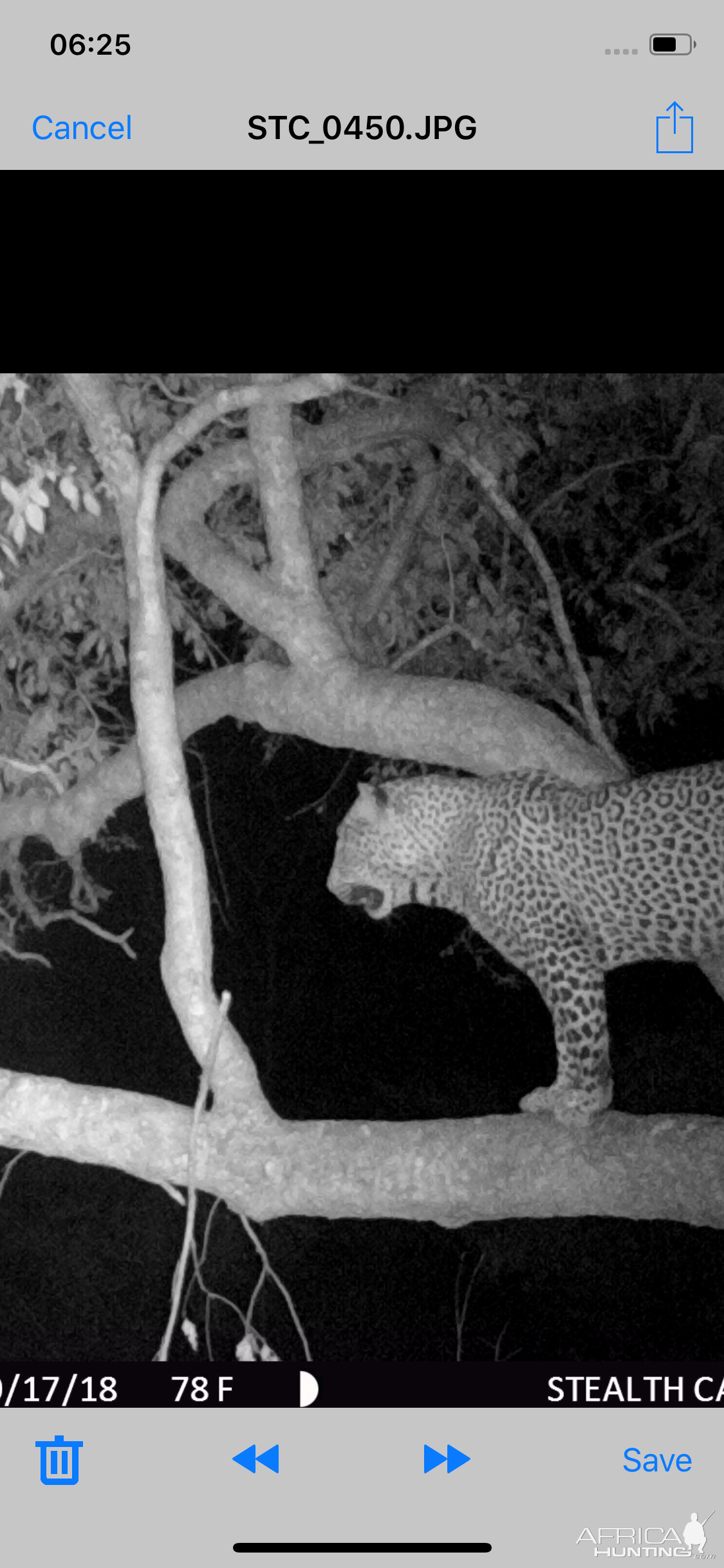 Zimbabwe Trail Cam Pictures Leopard