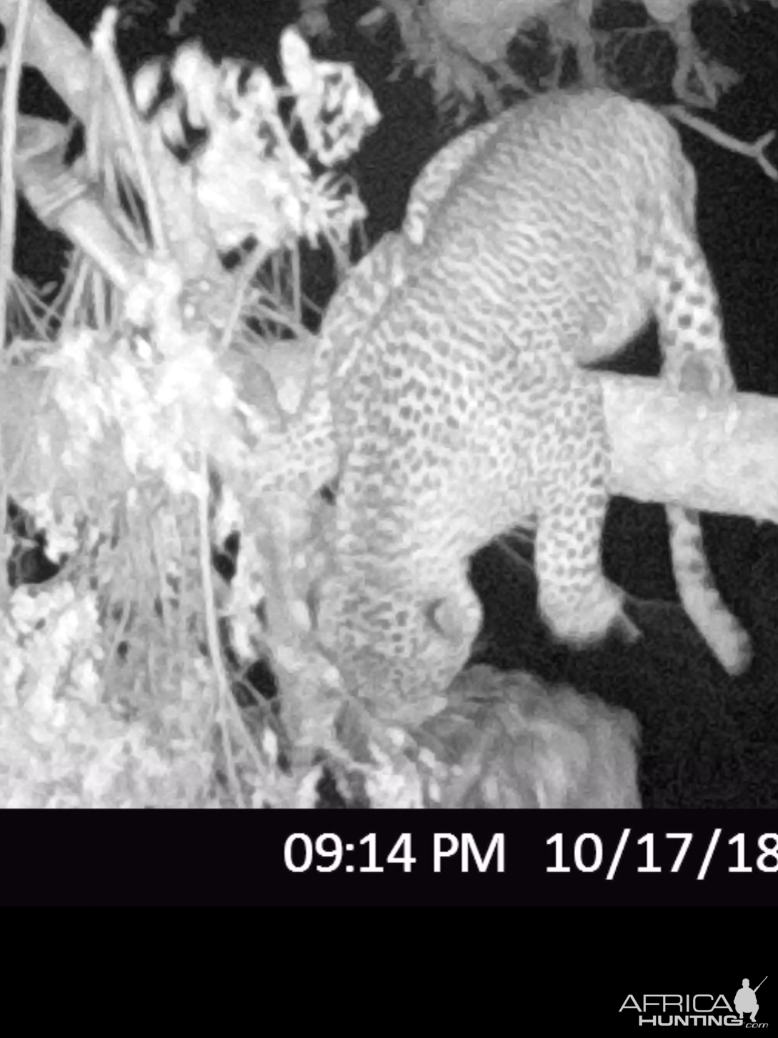 Zimbabwe Trail Cam Pictures Leopard